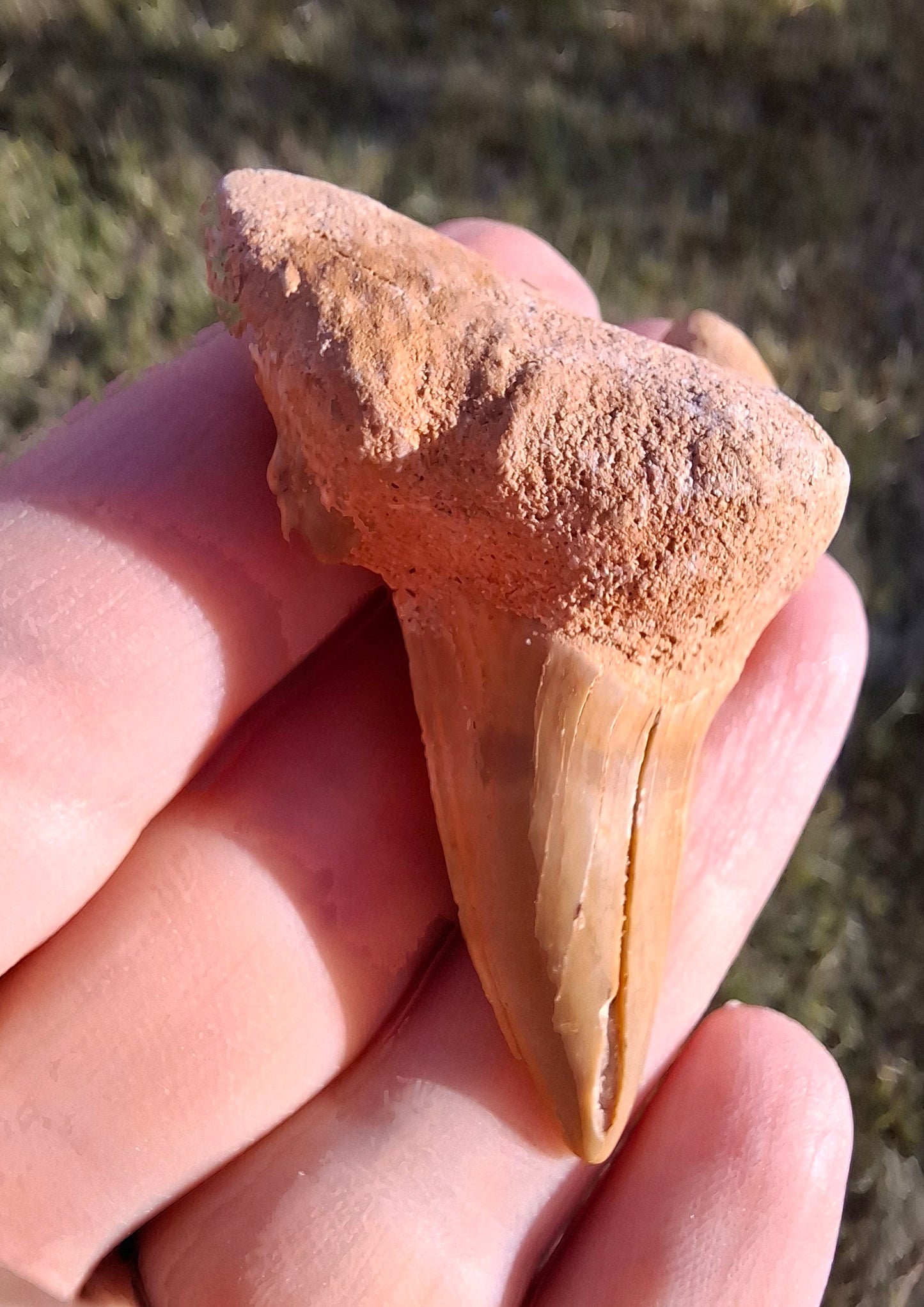Otodus Shark Tooth, Fossil (Ref: OT 7)
