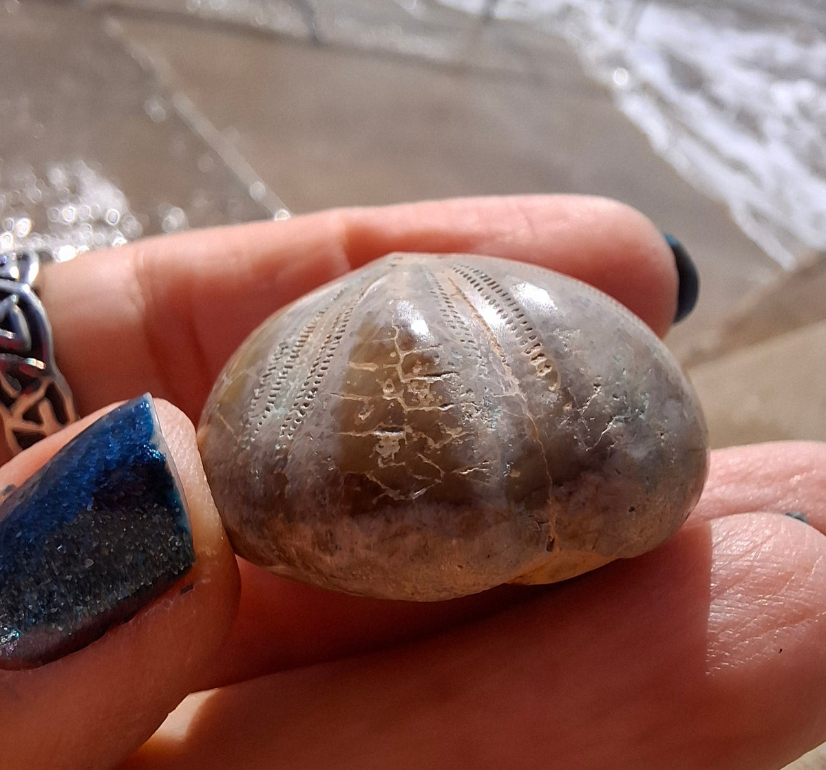 Polished Sea Urchin, Fossil (Ref: SU1)