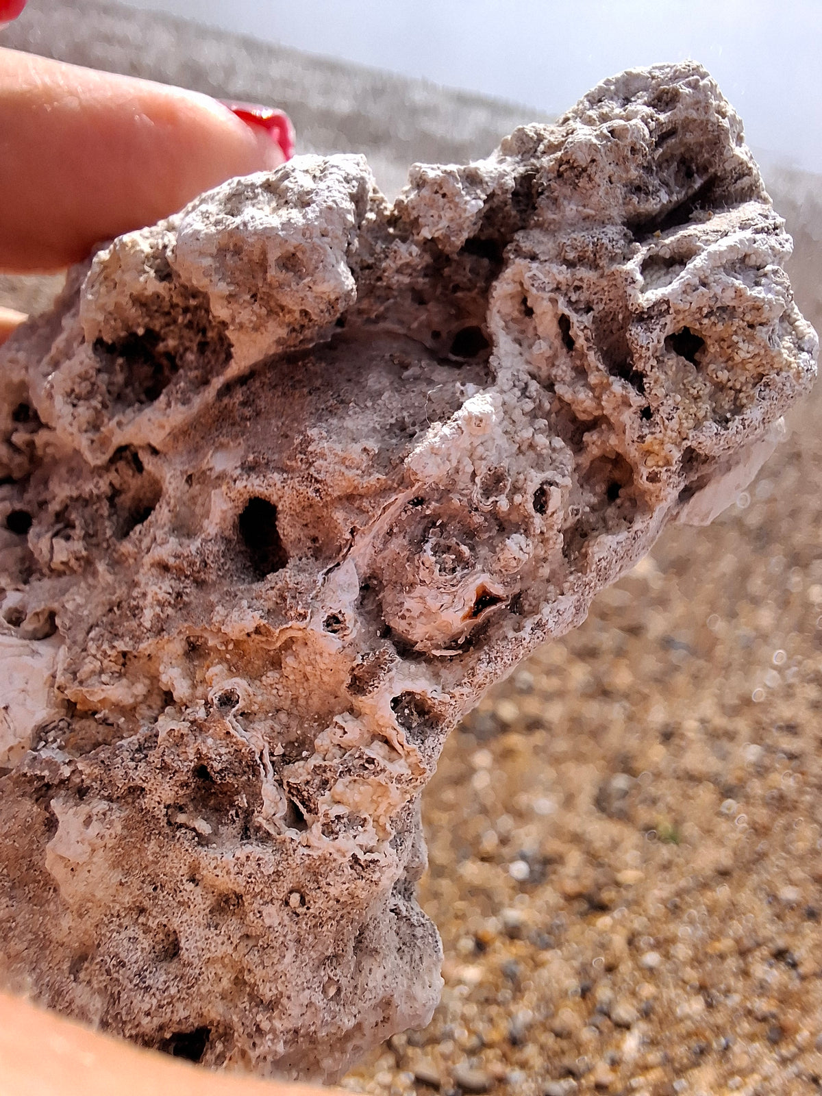 Fossilised Coral replaced by Chalcedony/Agate, Fossil (Ref: FCA1)