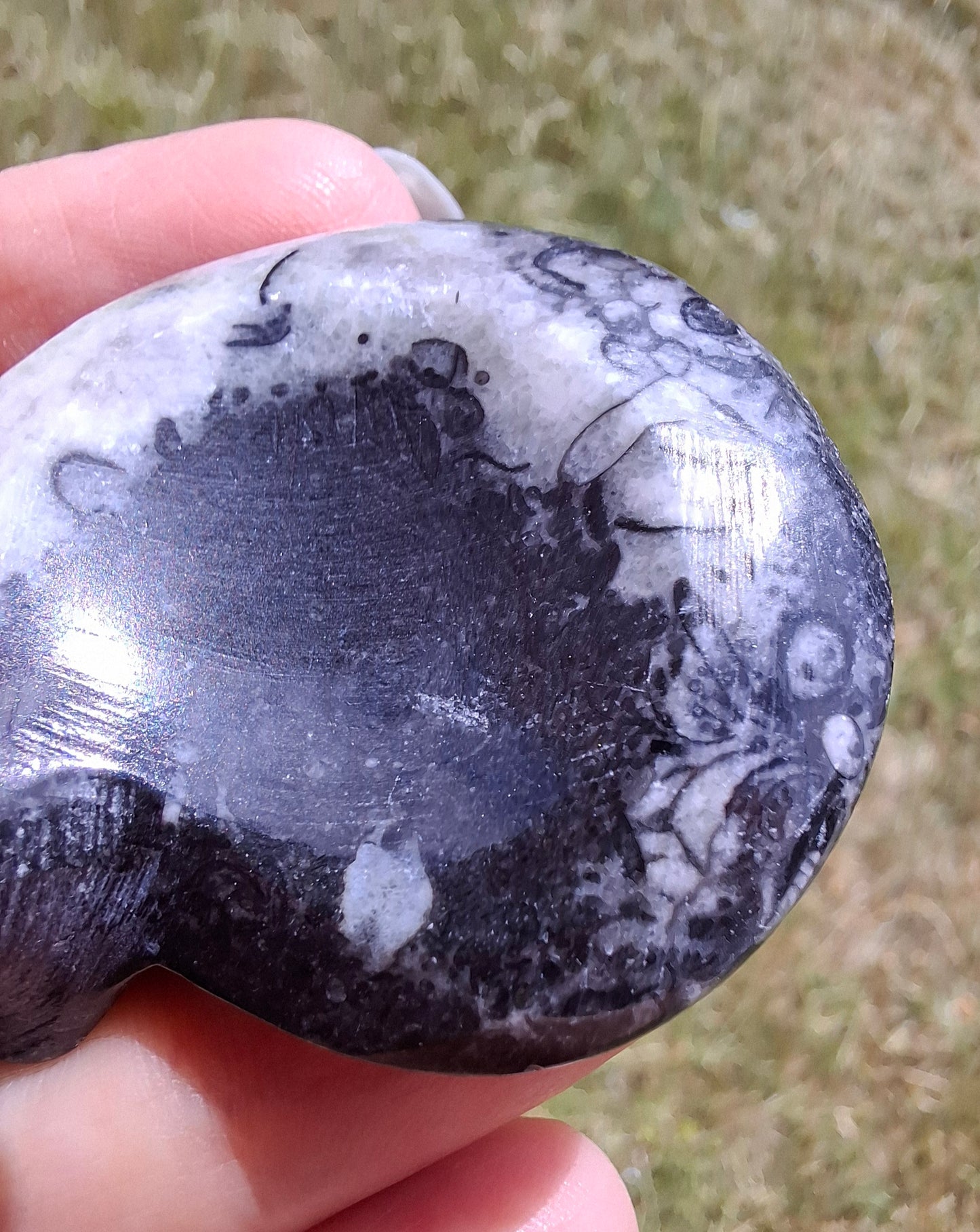Goniatite, Fossil (Ref: GA4)