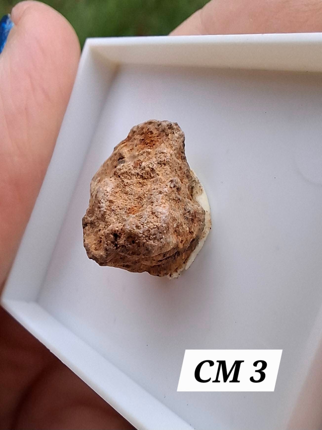 Chondrite, Meteorite (Ref: CM3)