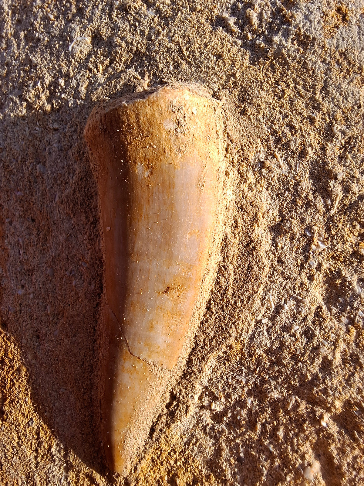 Enchodus Sabre Tooth, Fossil (Ref: ES1)