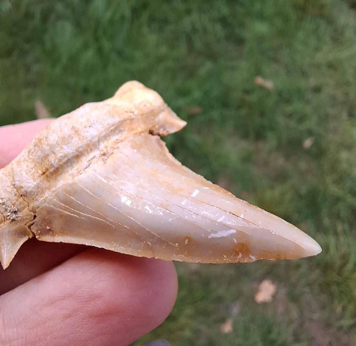 Otodus Shark Tooth, Fossil (Ref: OT6)