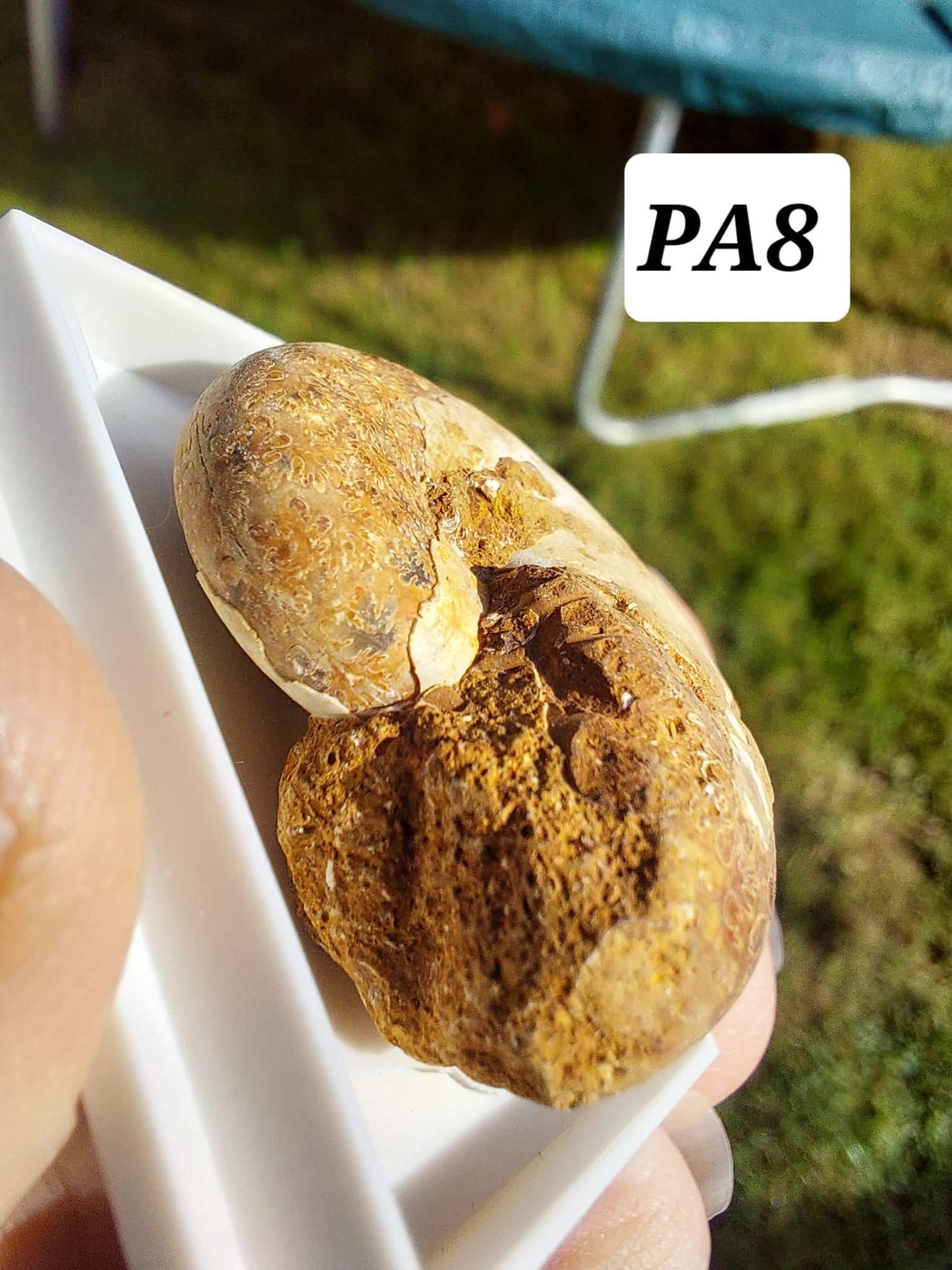 Phylloceras Ammonite, Fossil (Ref: PA8)