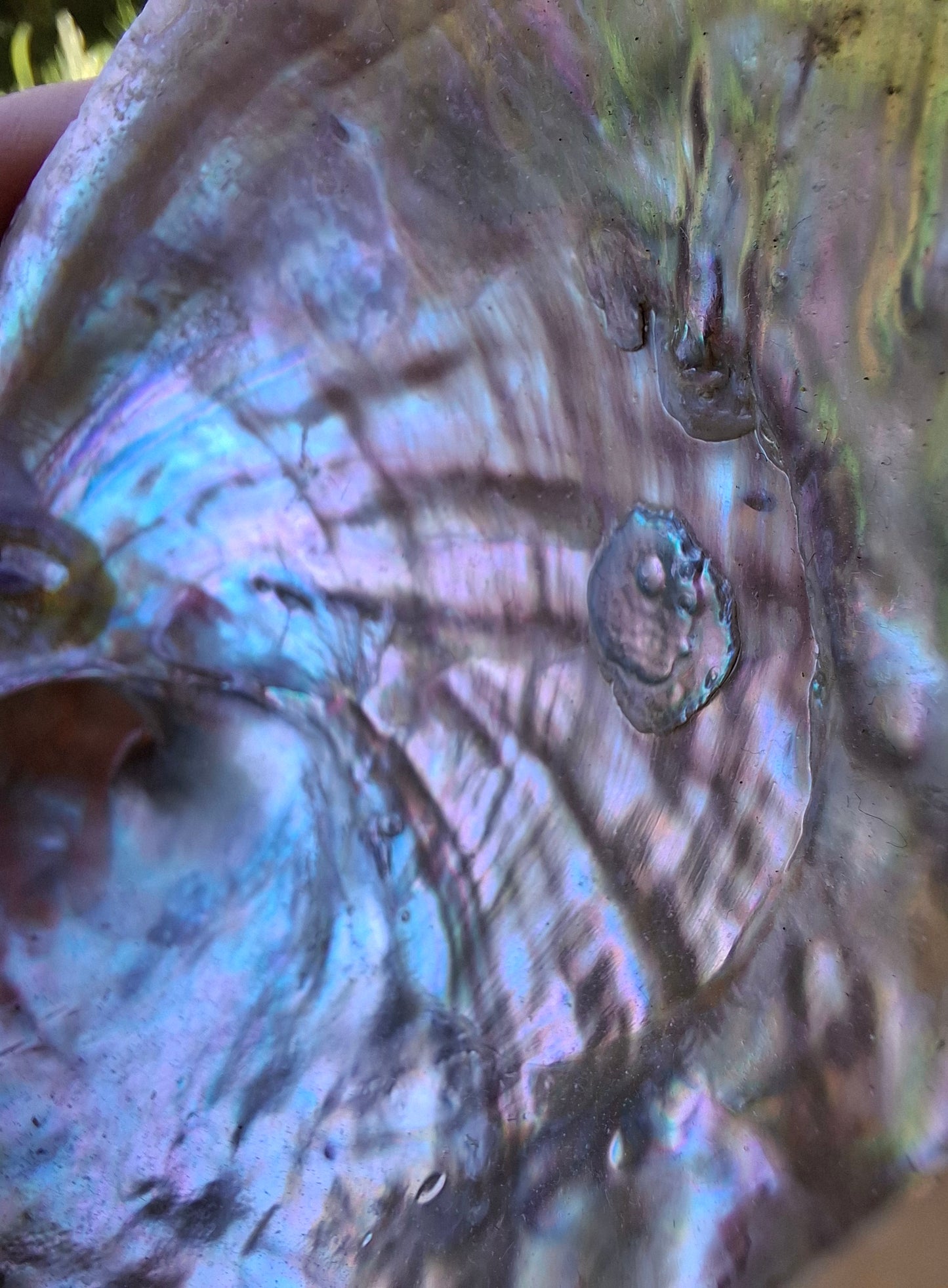Abalone Shell, (Ref: SH2)