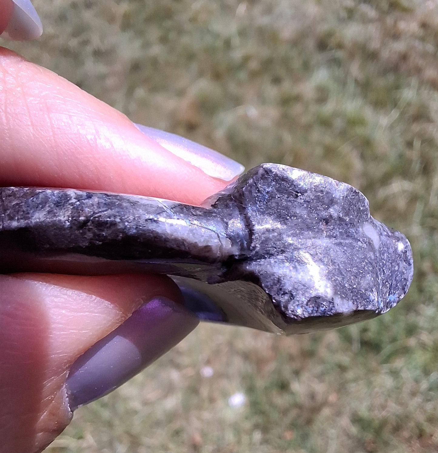 Goniatite, Fossil (Ref: GA6)