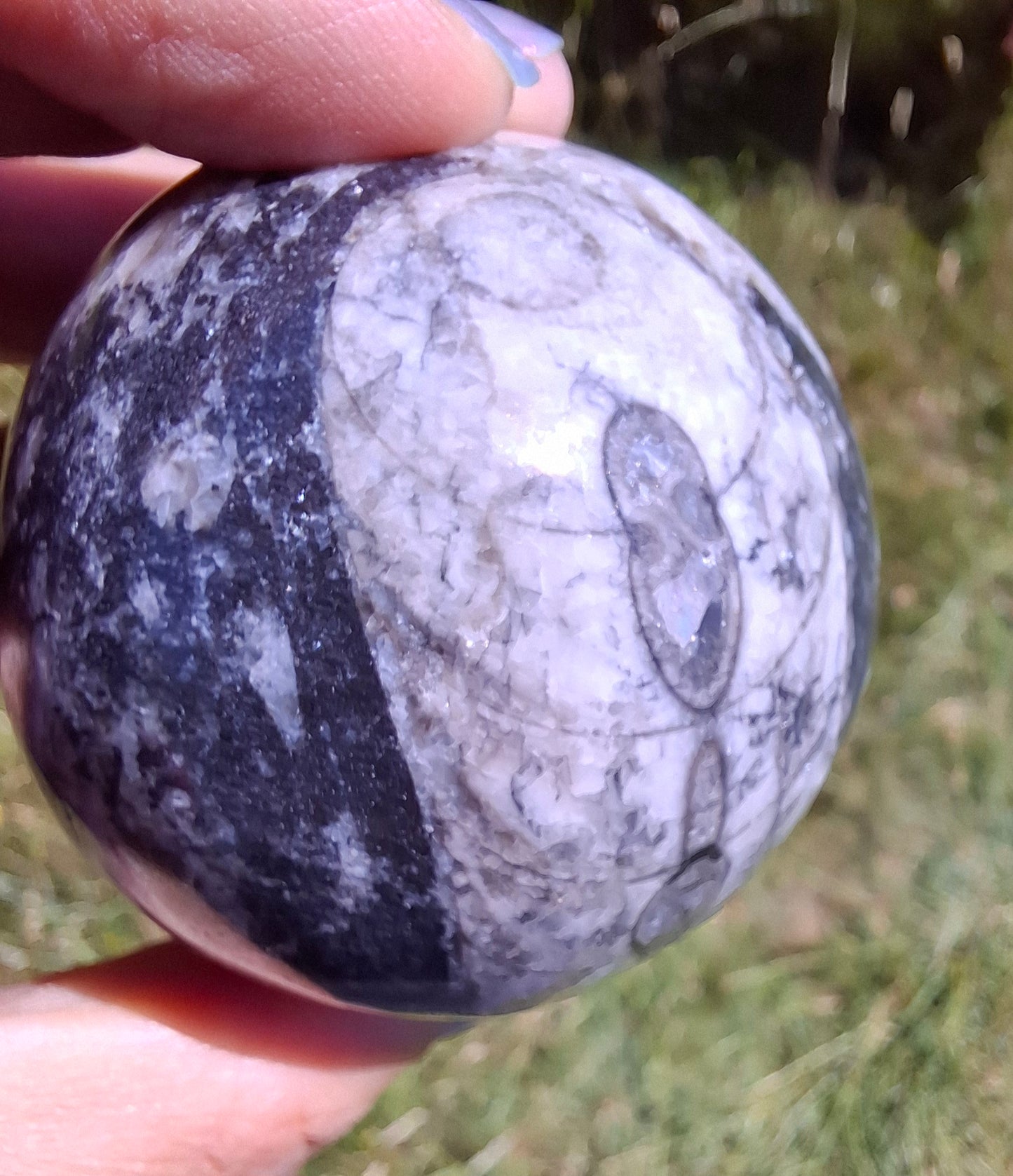 Orthoceras Sphere, Fossil (Ref: OS2)