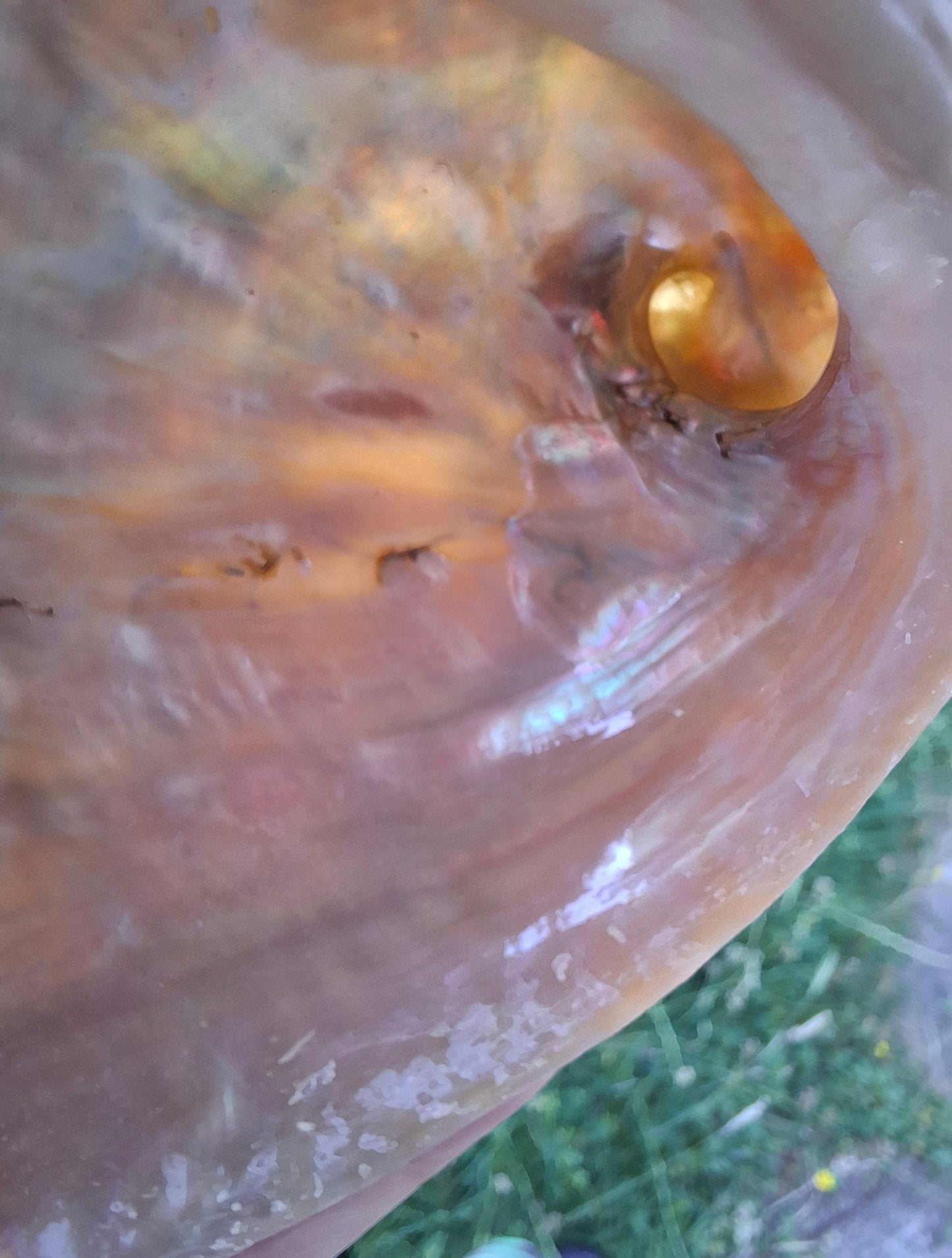 Abalone Shell, (Ref: SH3)