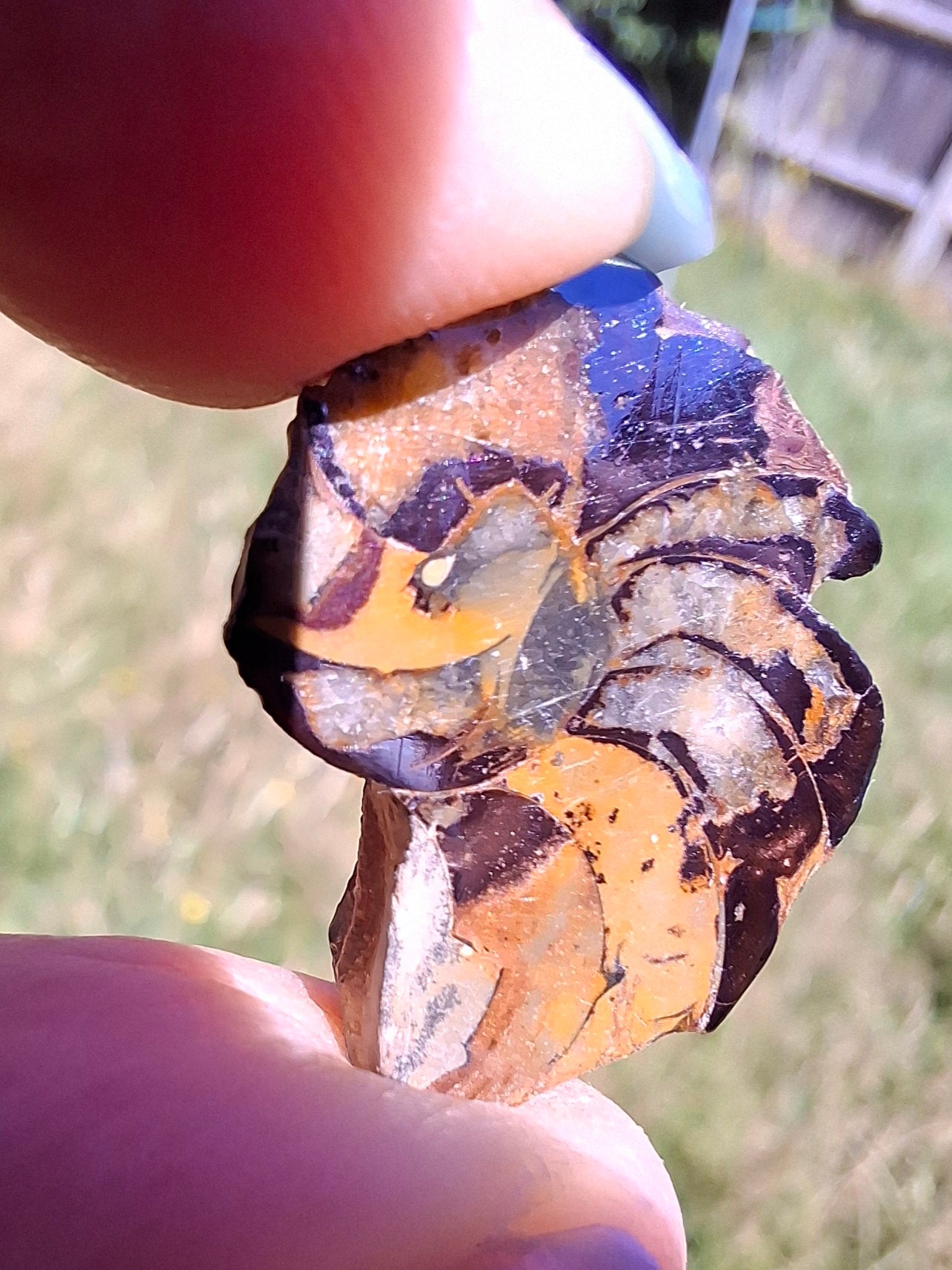 Small Haematite Ammonite Halves BUNDLE, (7 pcs), Fossil (Ref: MA13)