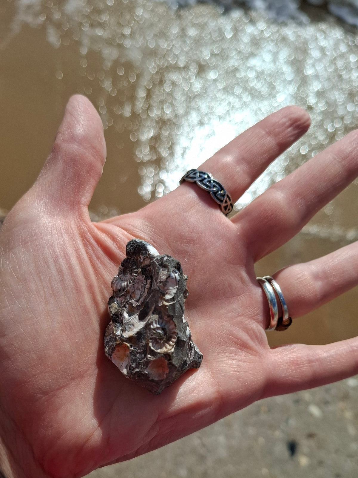 Ammonite Cluster, Fossil (Ref: ACL3)