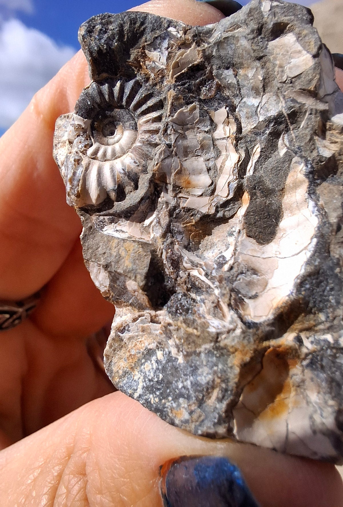 Ammonite Cluster, Fossil (Ref: ACL3)