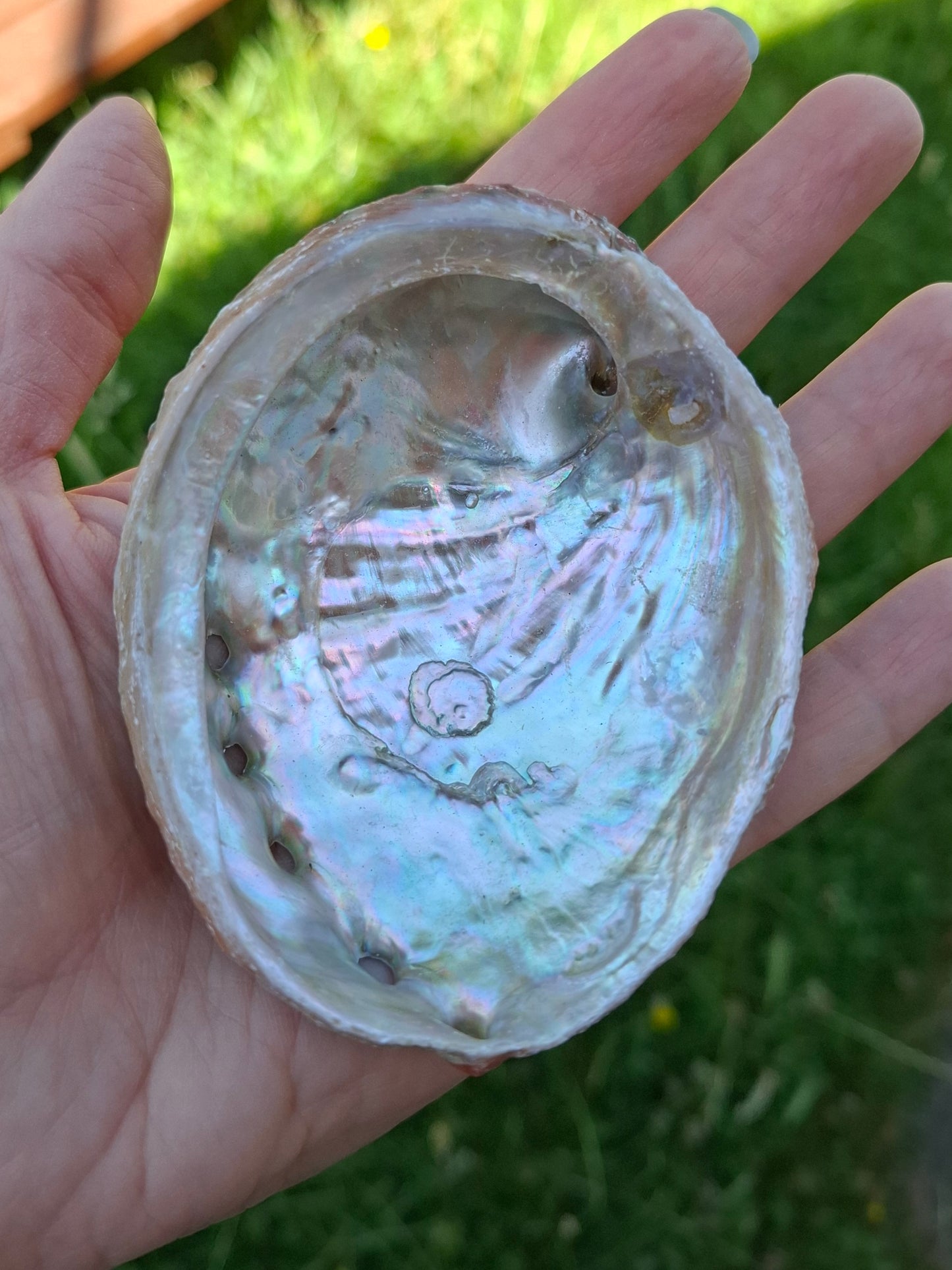 Abalone Shell, (Ref: SH2)