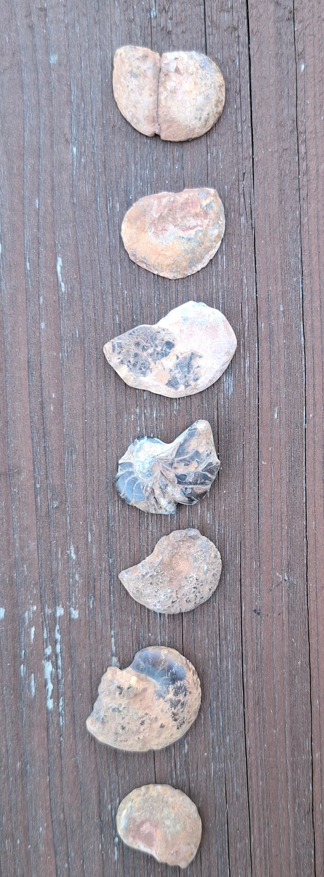 Small Haematite Ammonite Halves BUNDLE, (7 pcs), Fossil (Ref: MA13)