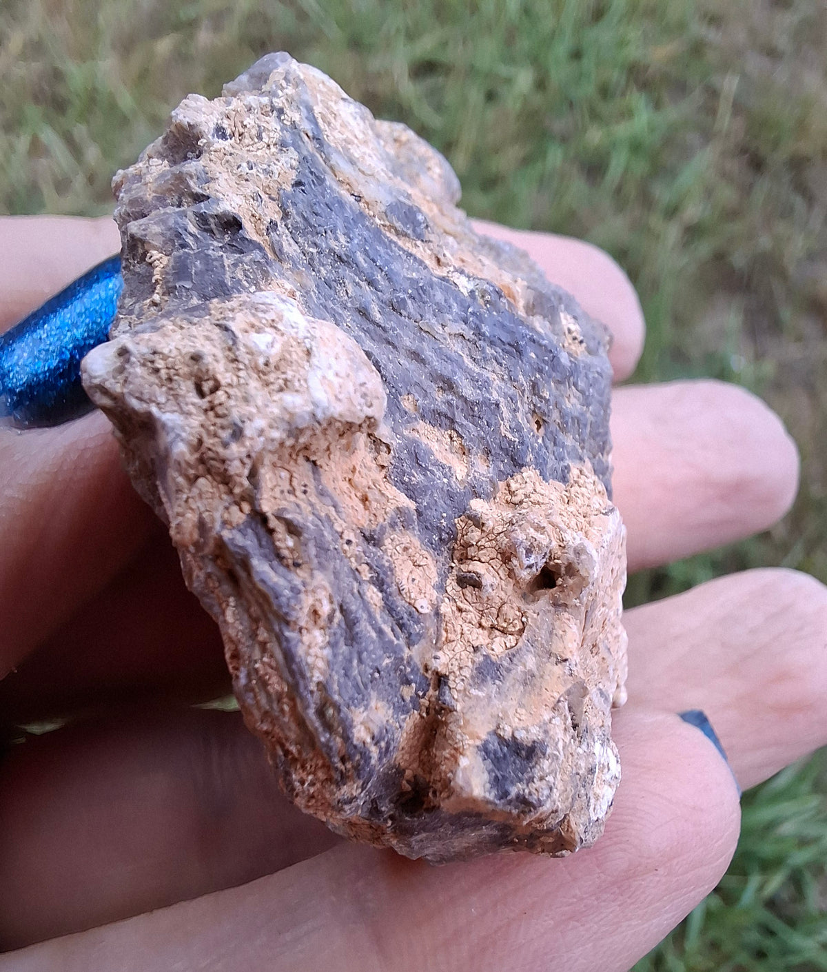 Chalcedony Oyster, Fossil (Ref: FO3)