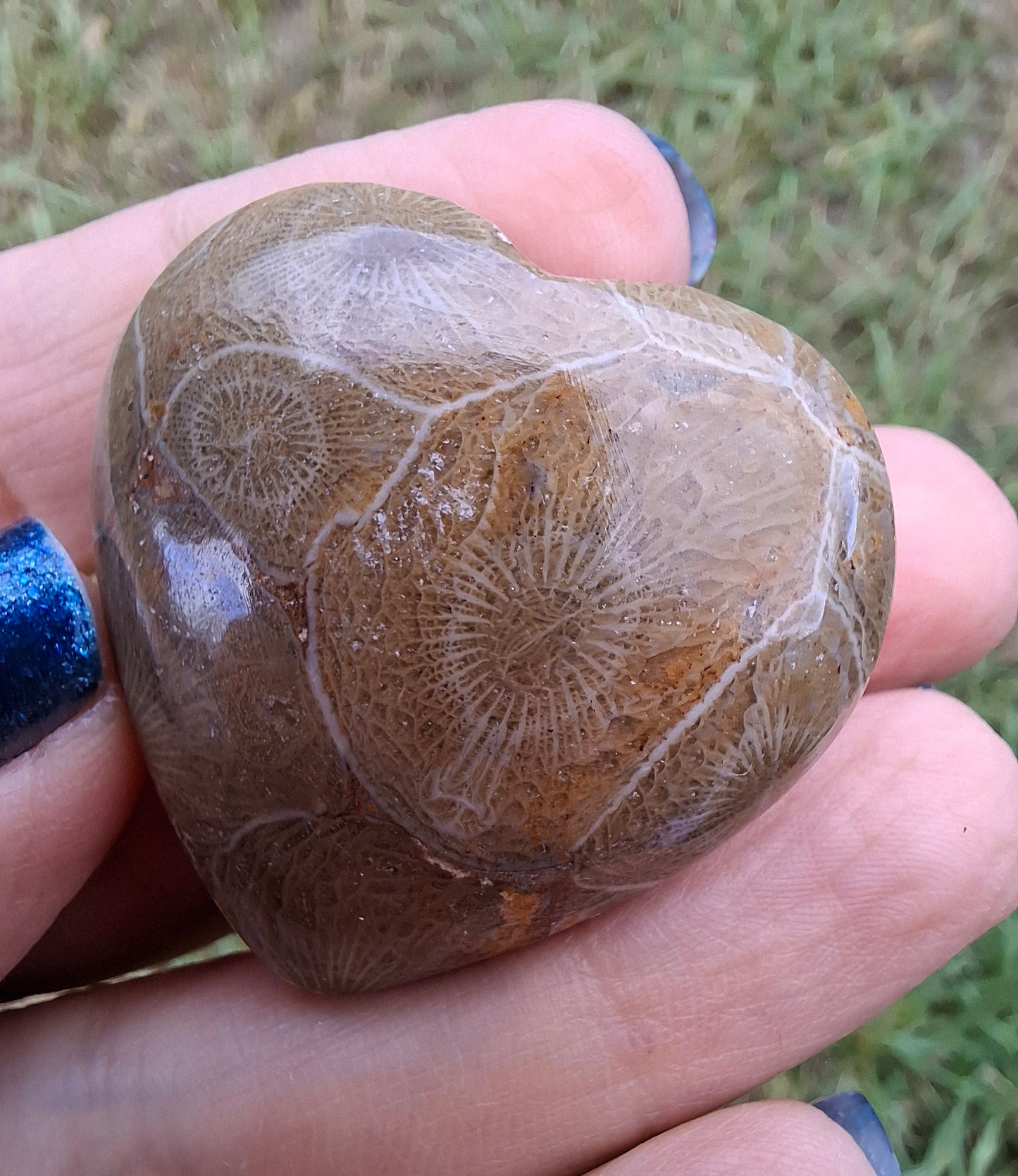 Fossil Coral Heart, (Ref: CoH2)