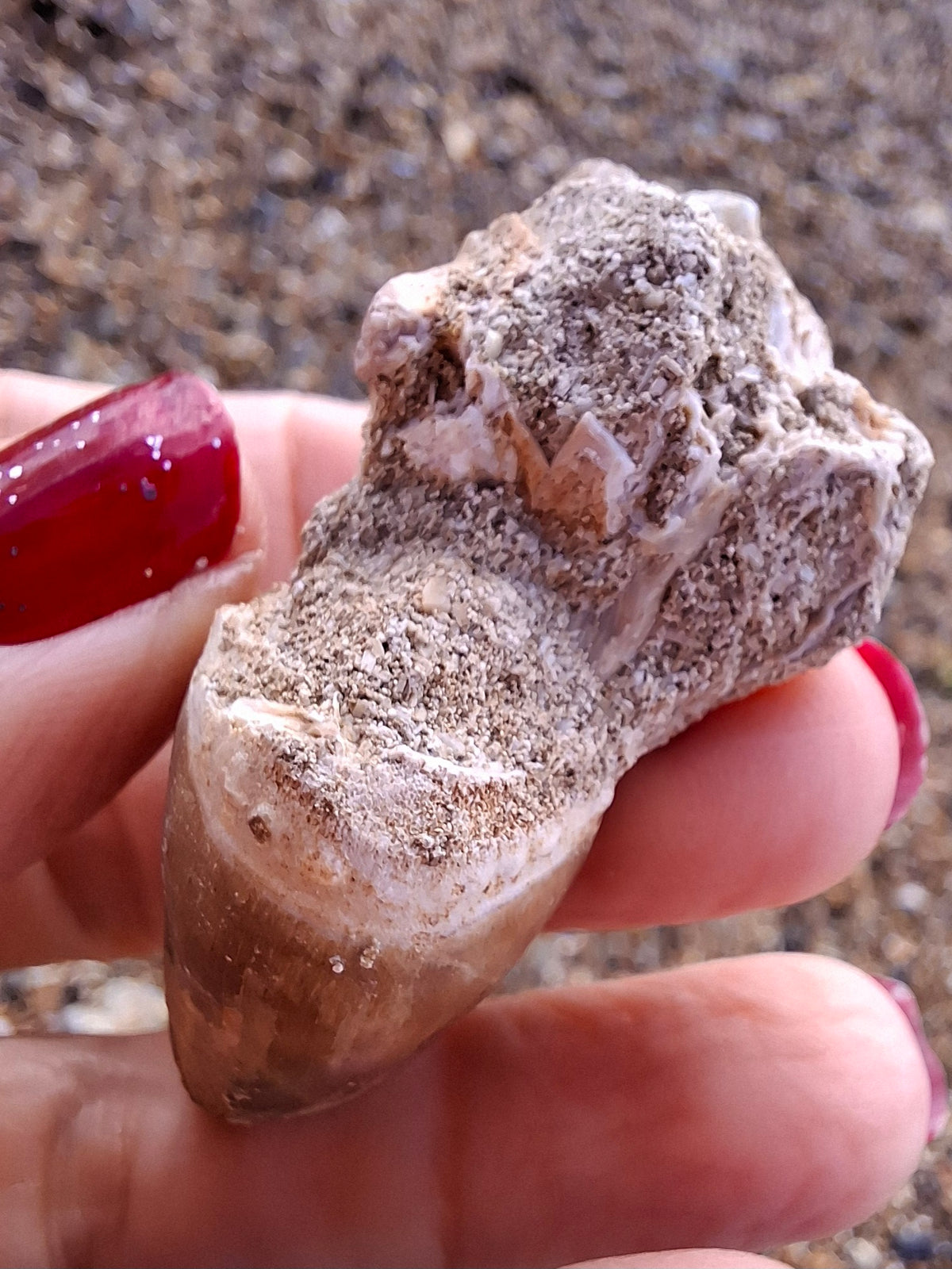 Mosasaurus Tooth with matrix, Fossil, (Ref: MTM1)