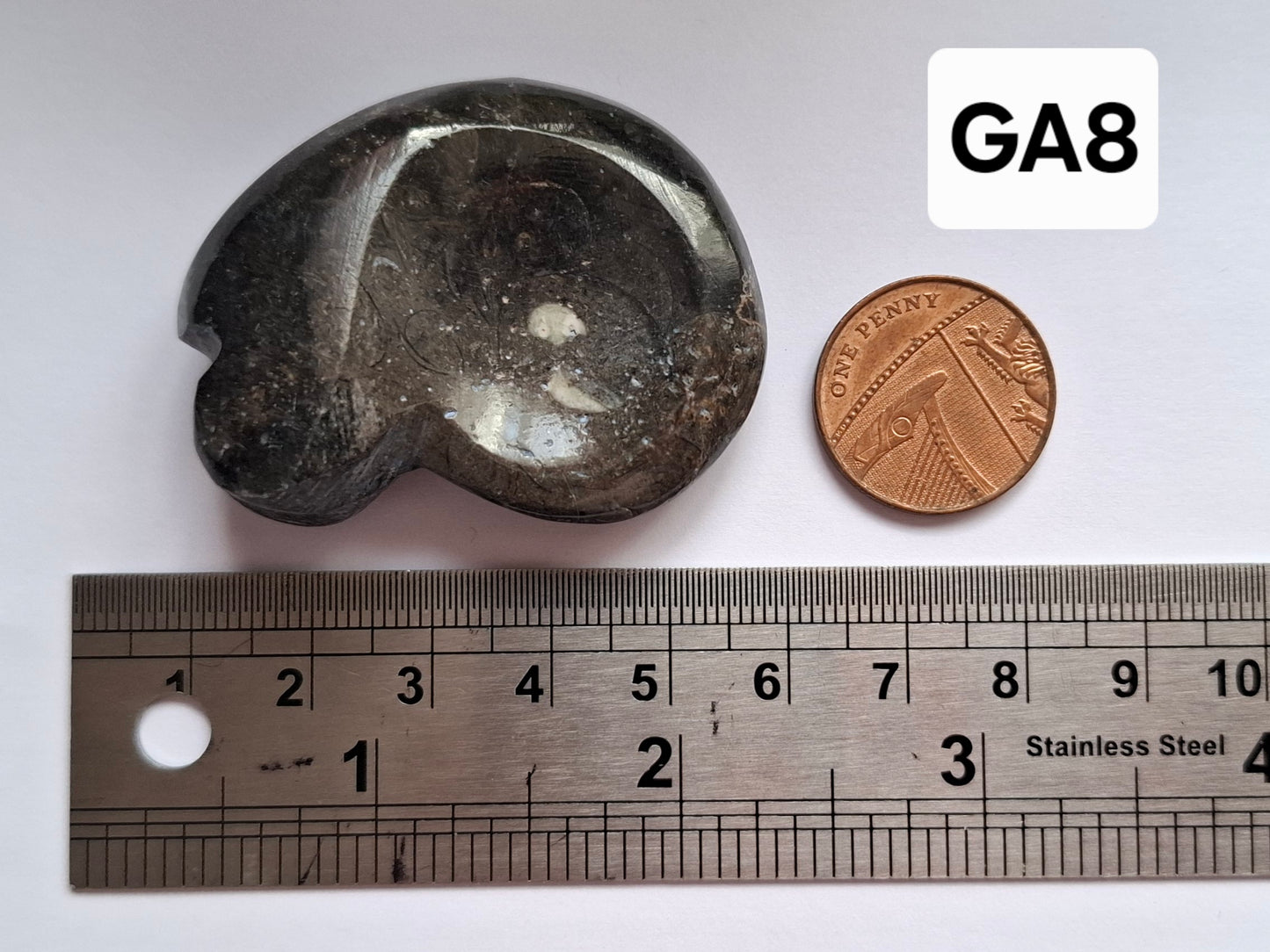 Goniatite, Fossil (Ref: GA8)