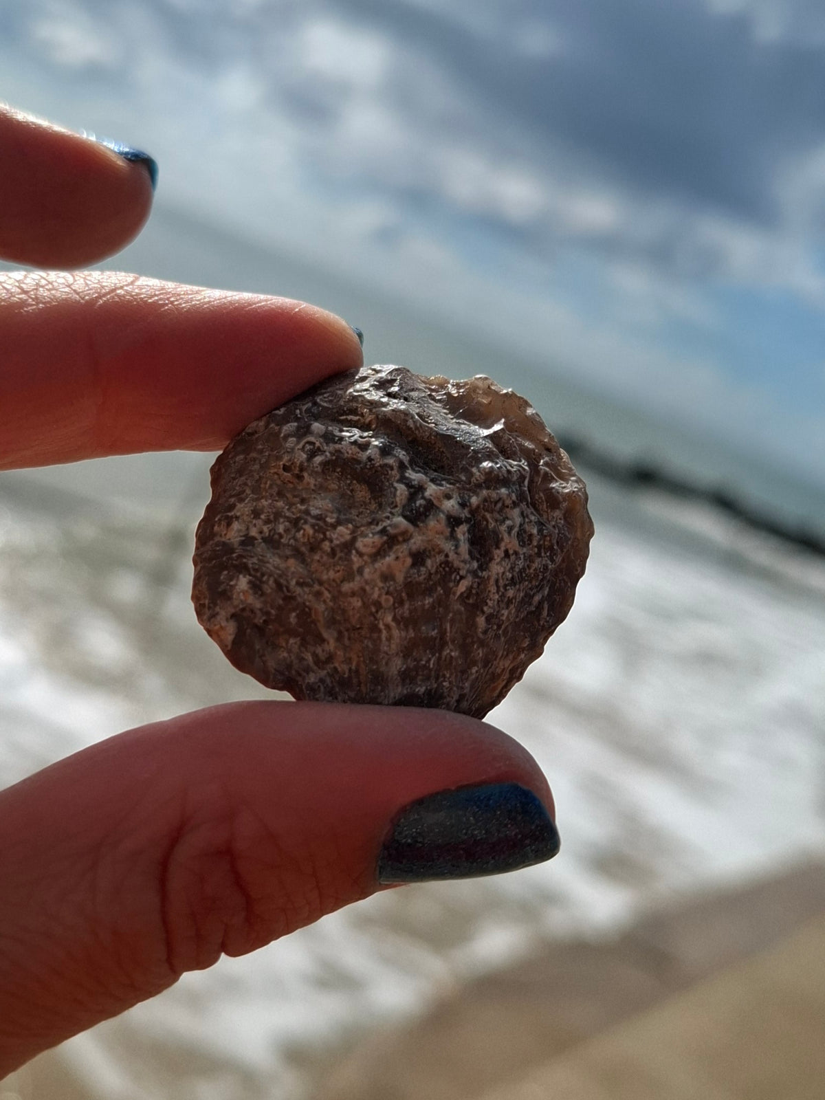 Chalcedony Oyster, Fossil (Ref: FO7)