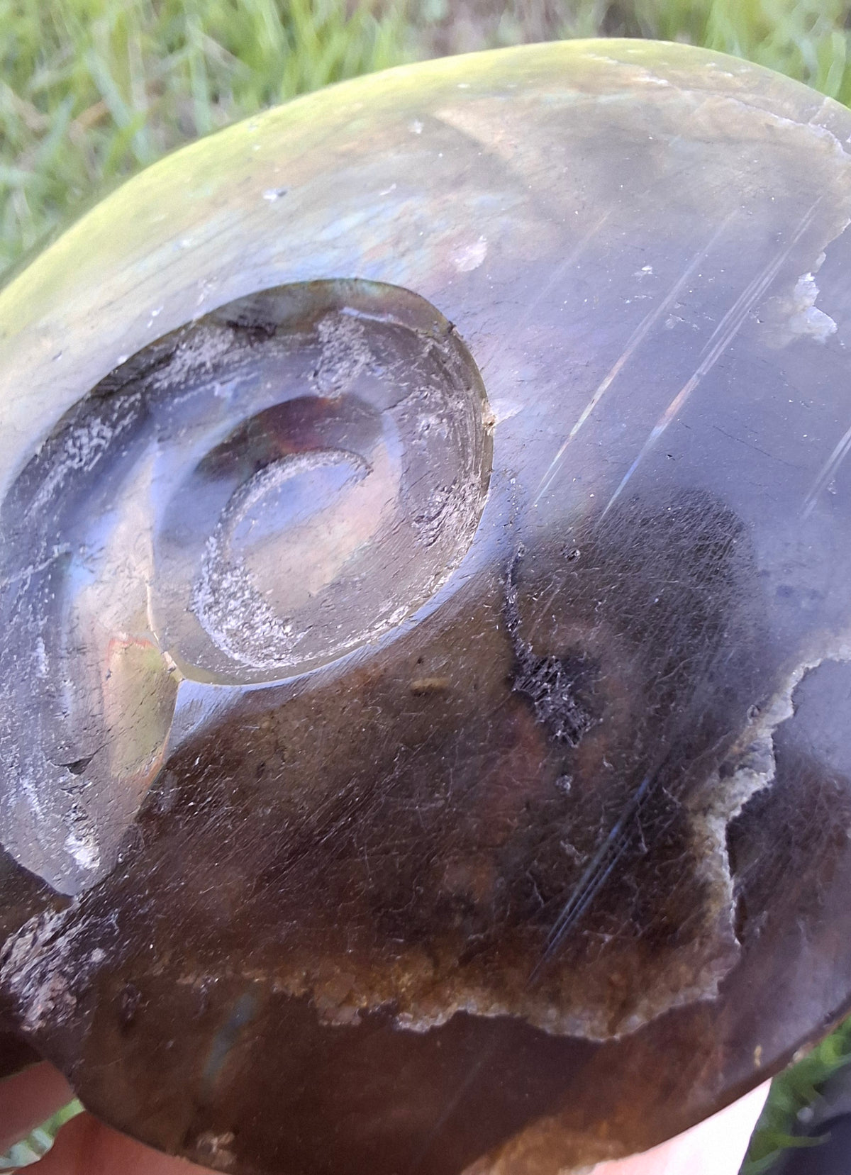 Labradorite Ammonite Carving, 160.21g, Crystal (Ref: laba4)