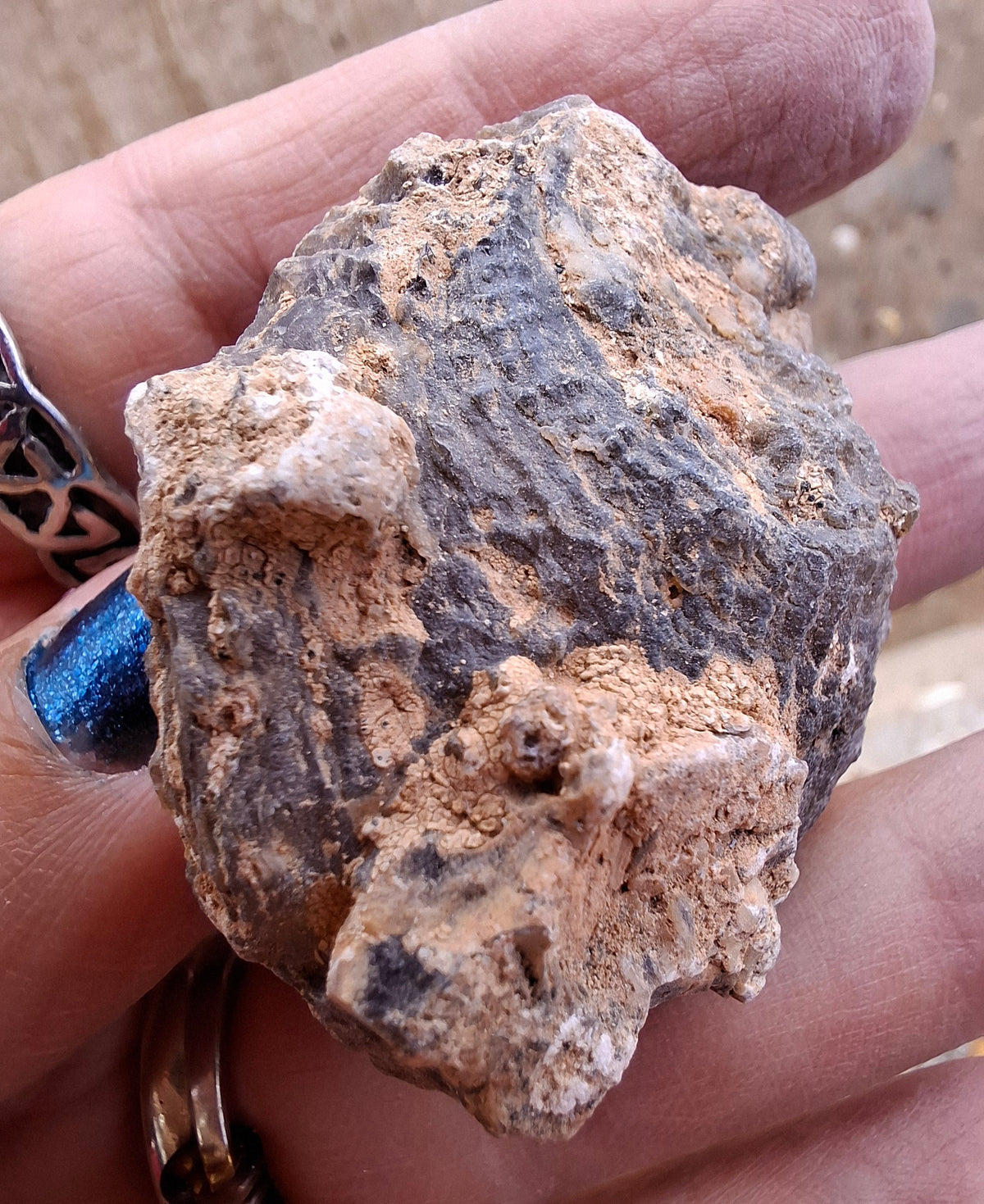 Chalcedony Oyster, Fossil (Ref: FO3)