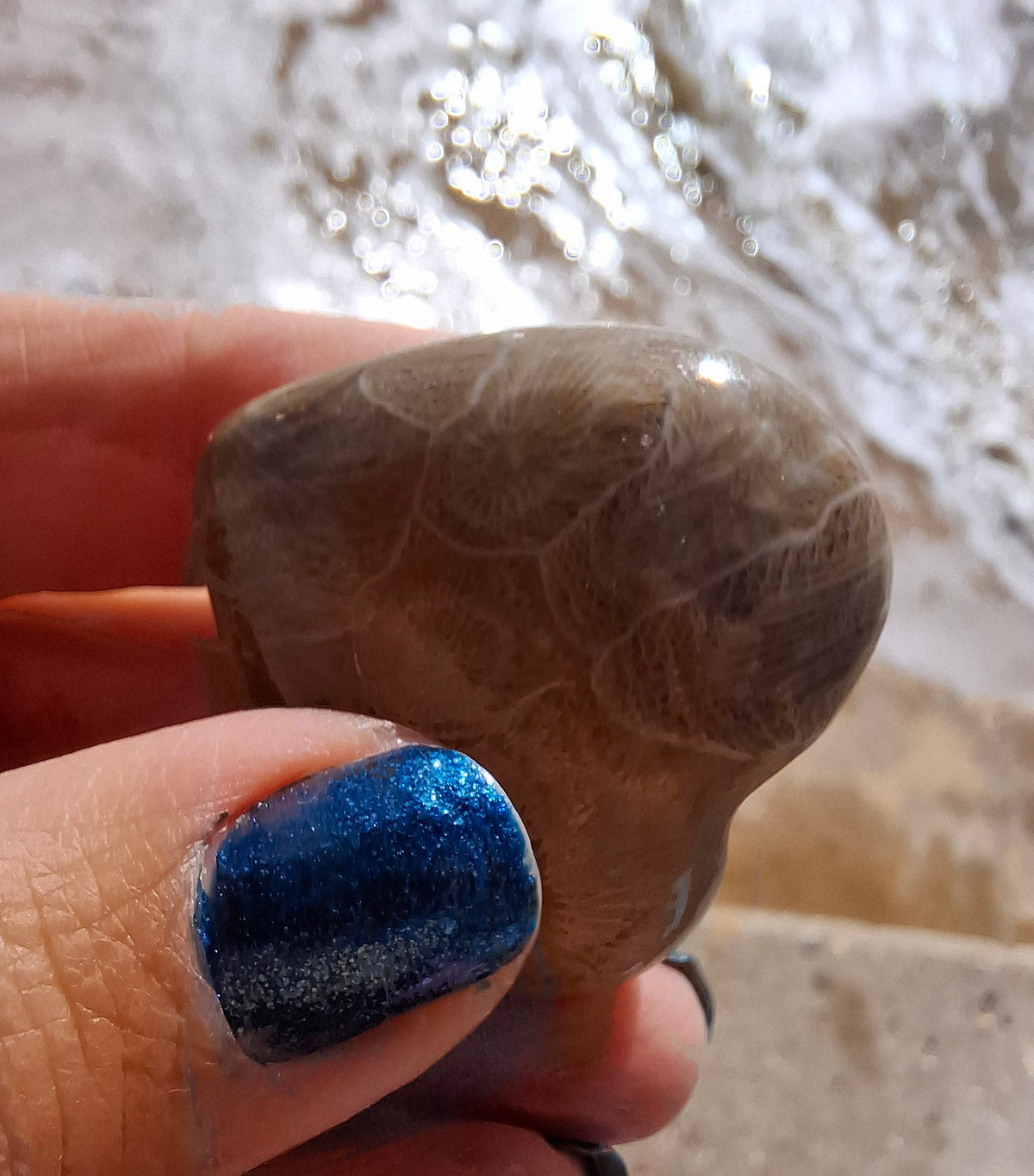 Fossil Coral Heart, (Ref: CoH2)