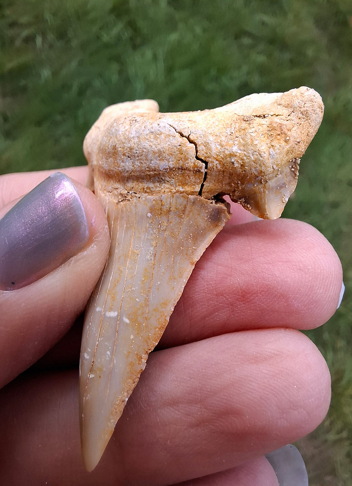 Otodus Shark Tooth, Fossil (Ref: OT6)