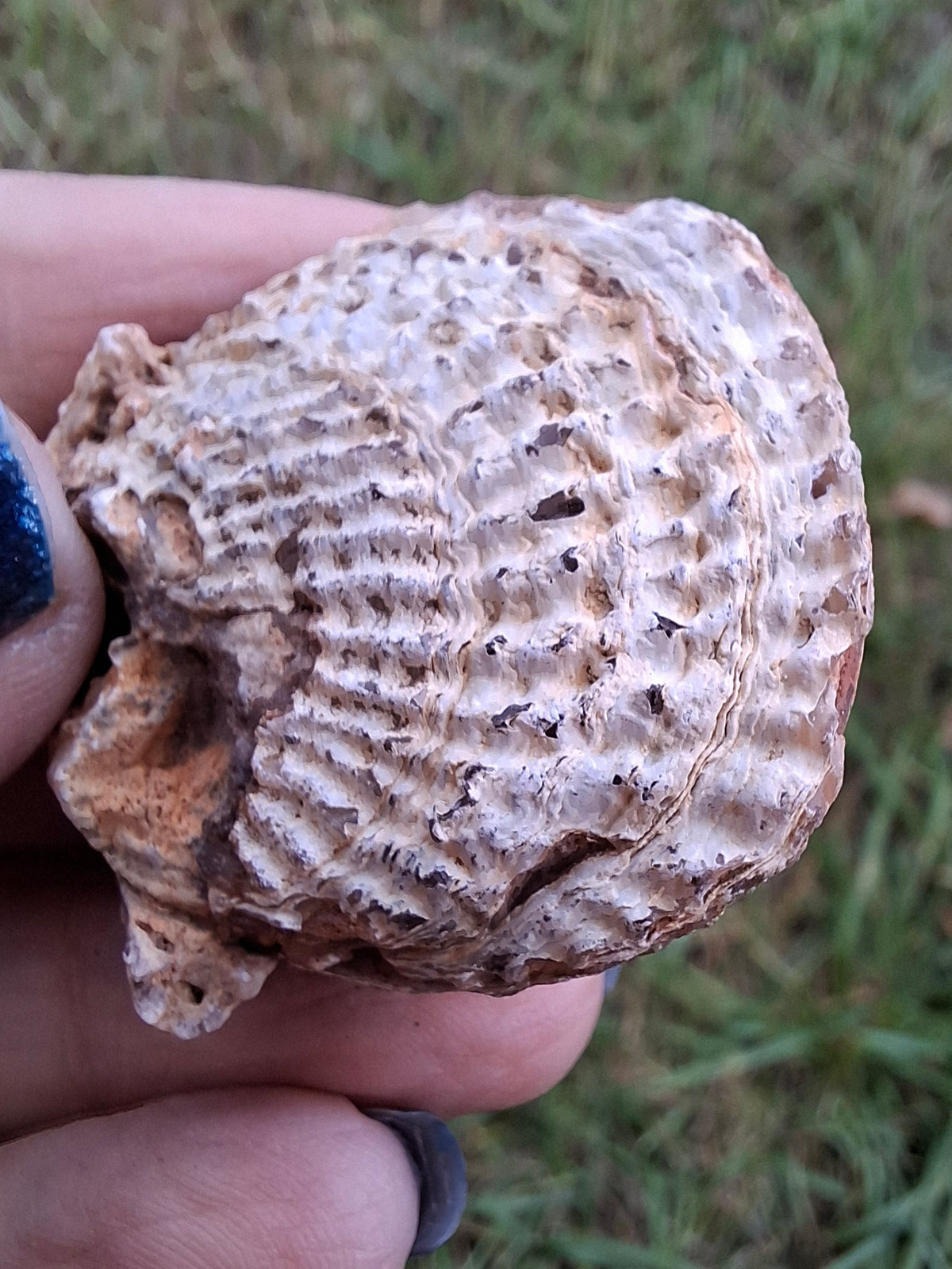 Chalcedony Oyster, Fossil (Ref: FO1)