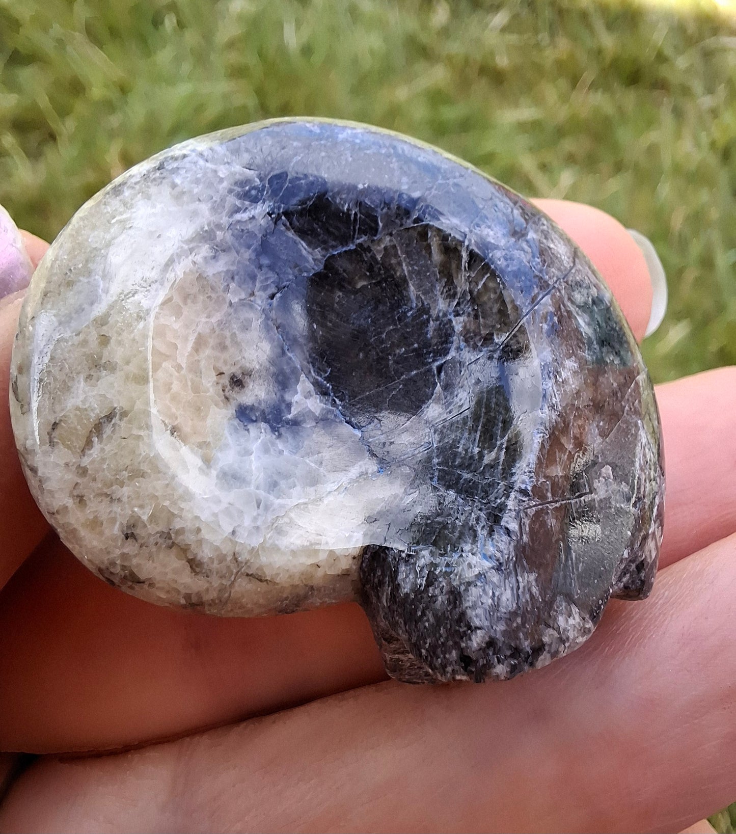 Goniatite, Fossil (Ref: GA3)
