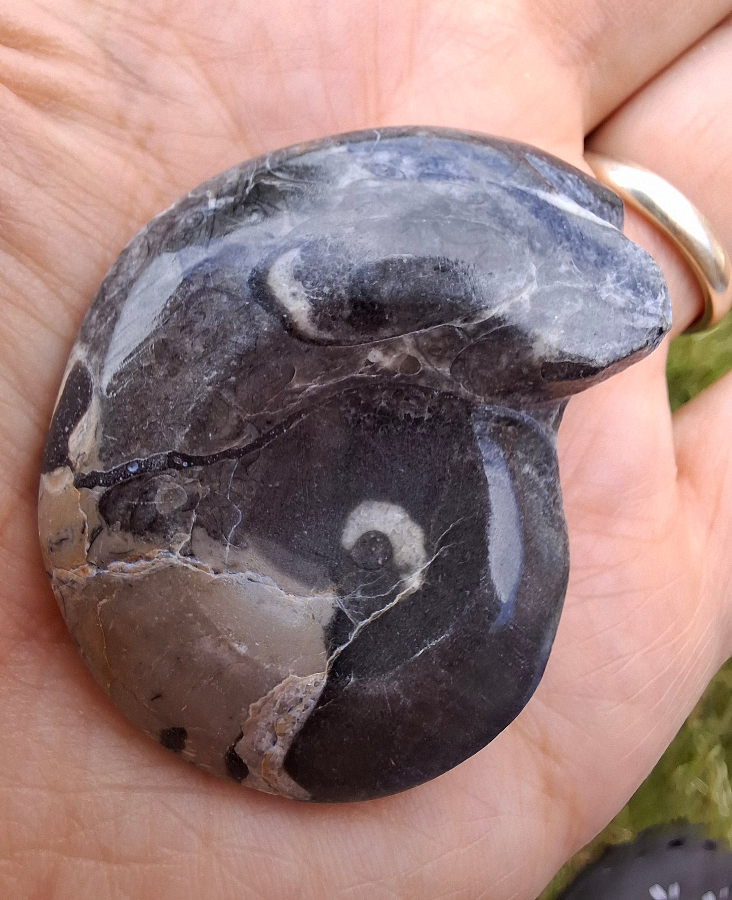 Goniatite, Fossil (Ref: GA9)