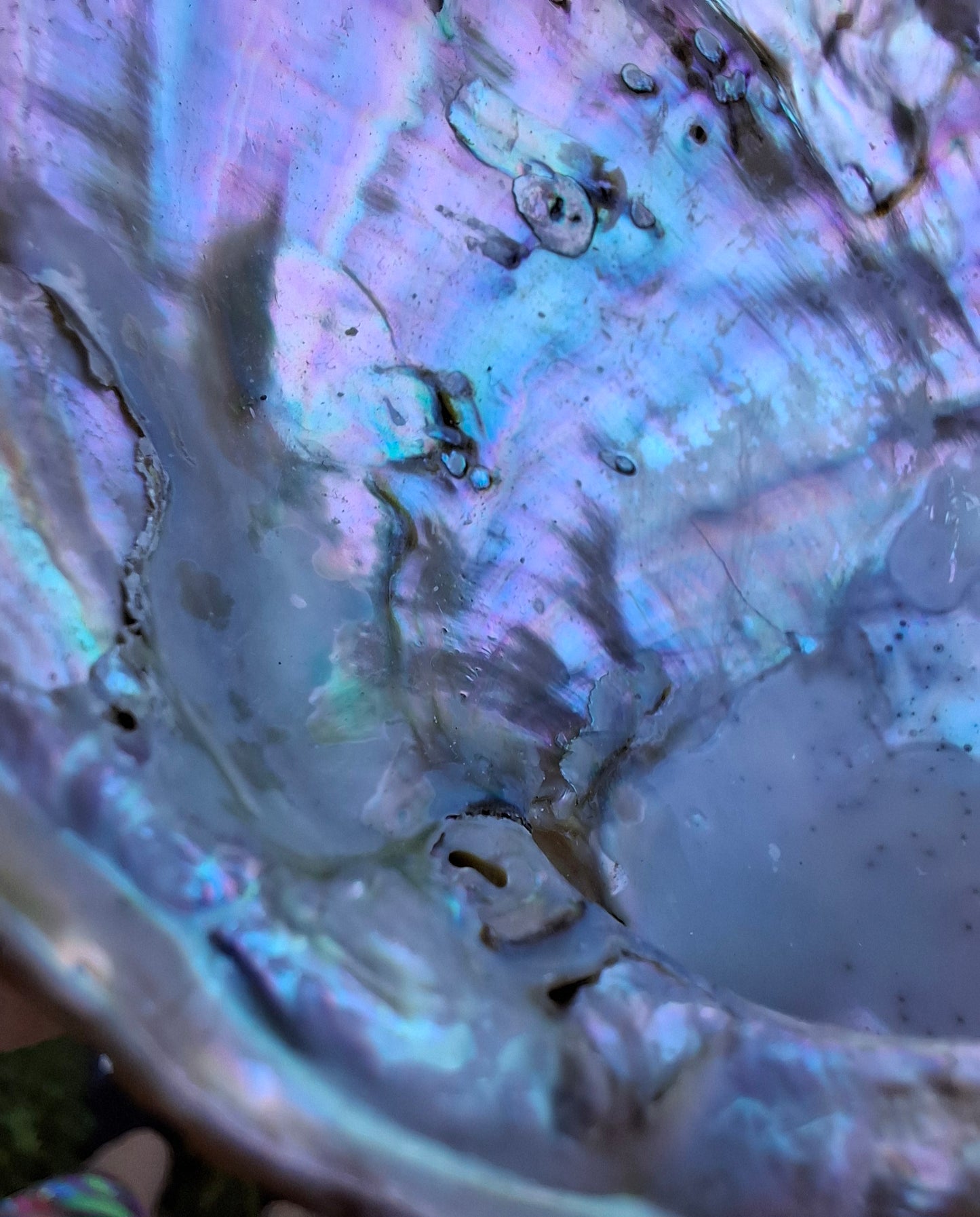 Abalone Shell, (Ref: SH1)