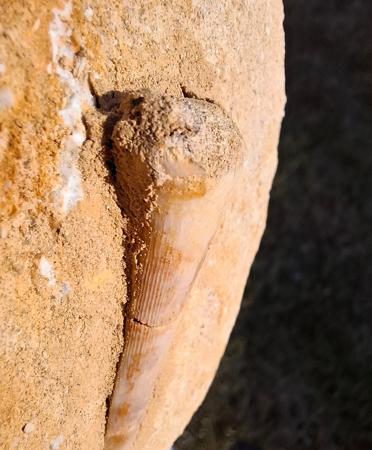 Enchodus Sabre Tooth, Fossil (Ref: ES5)