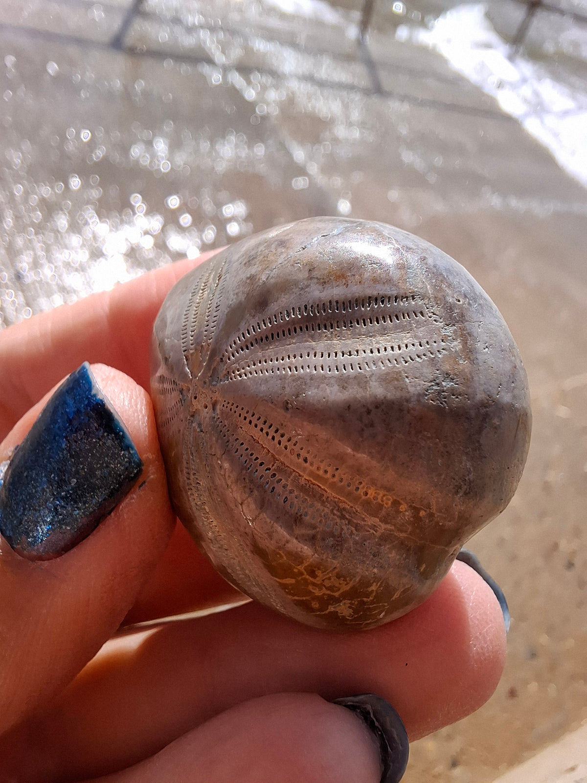 Polished Sea Urchin, Fossil (Ref: SU1)
