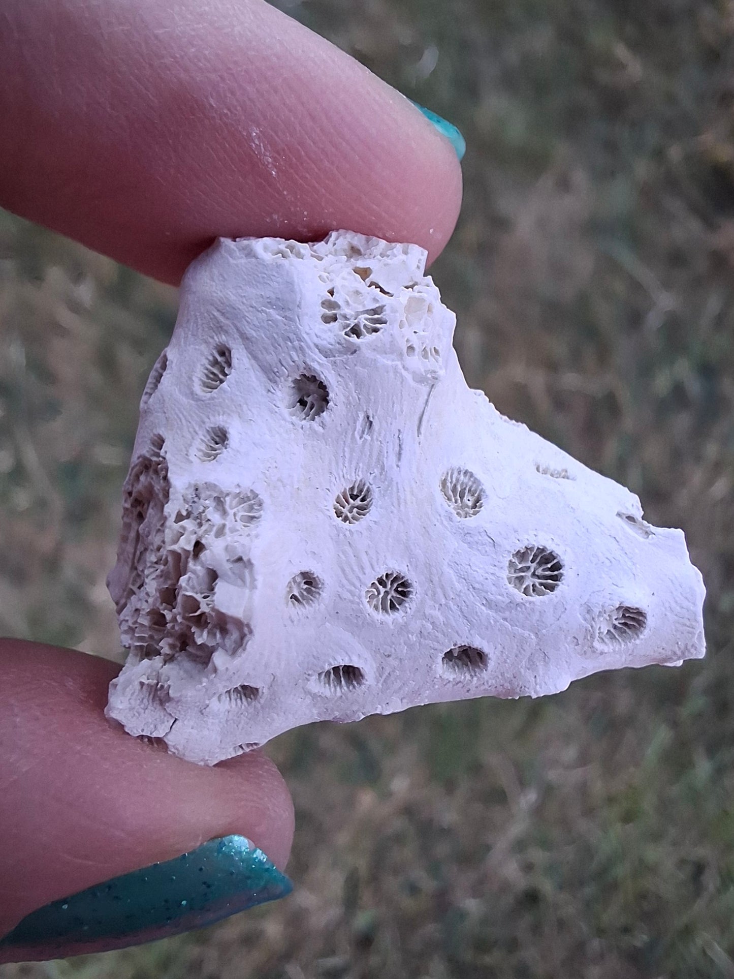 Fossil Coral, (Ref: FC1)