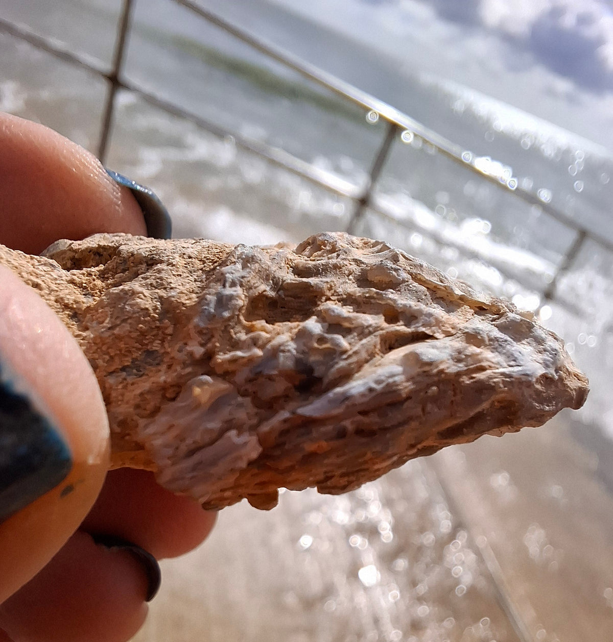 Chalcedony Oyster, Fossil (Ref: FO6)