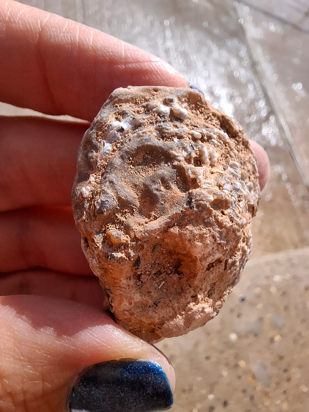 Chalcedony Oyster, Fossil (Ref: FO6)