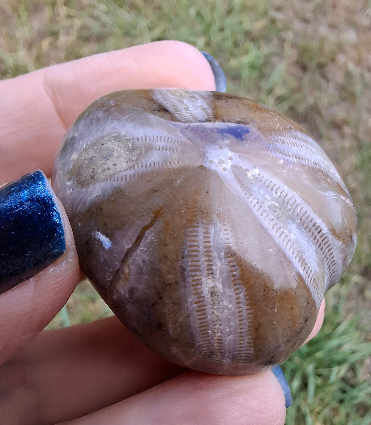 Polished Sea Urchin, Fossil (Ref: SU2)