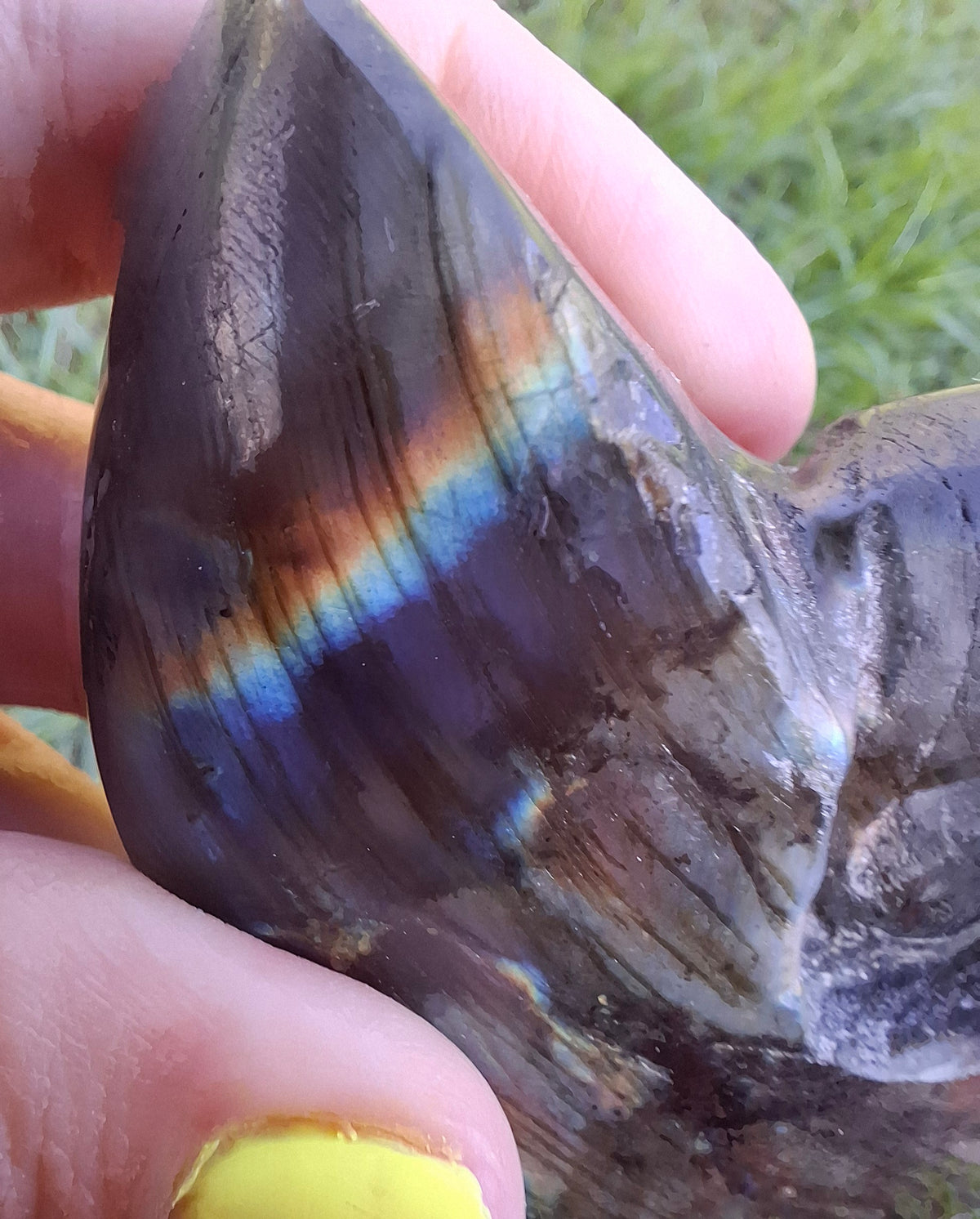 Labradorite Ammonite Carving, 153.97g, Crystal (Ref: laba2)