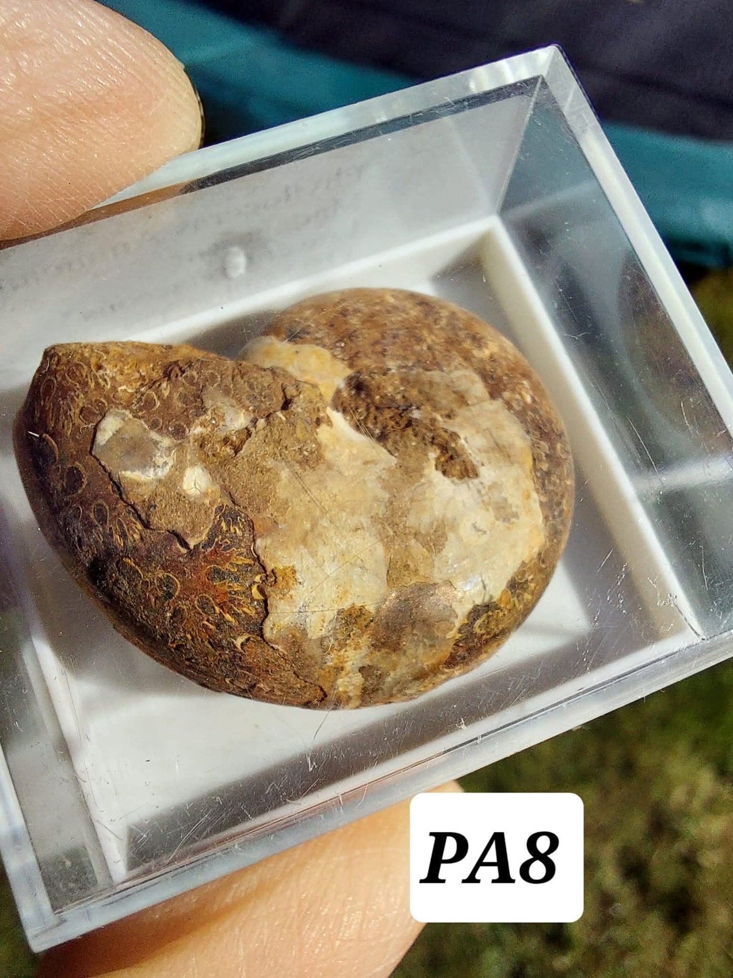 Phylloceras Ammonite, Fossil (Ref: PA8)