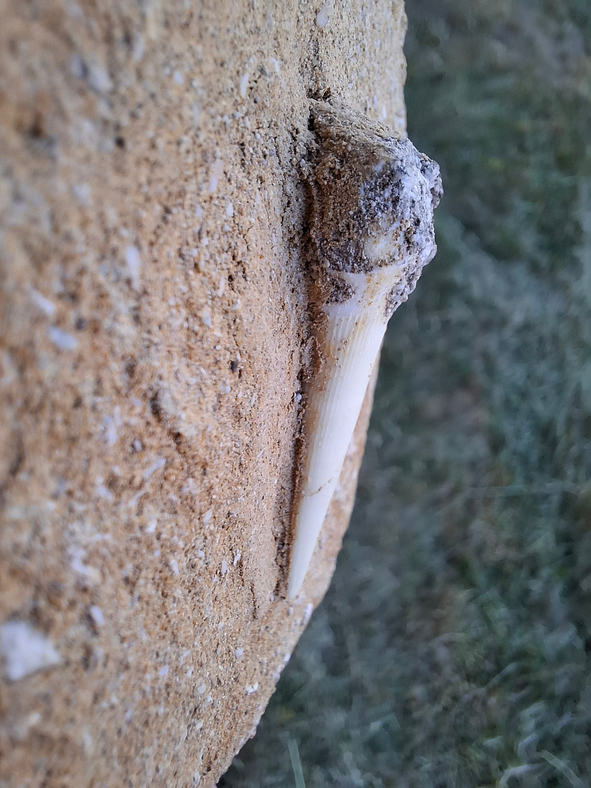 Enchodus Sabre Tooth, Fossil (Ref: ES6)