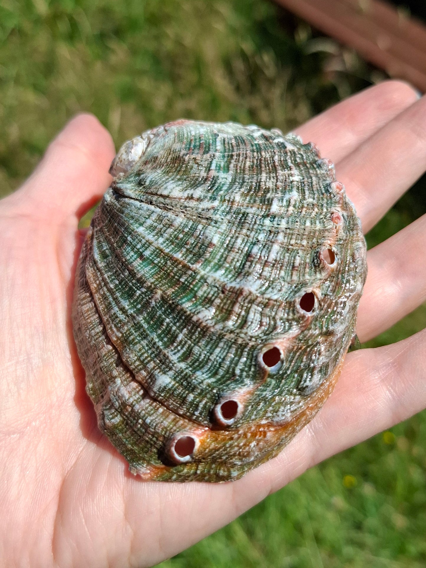Abalone Shell, (Ref: SH1)