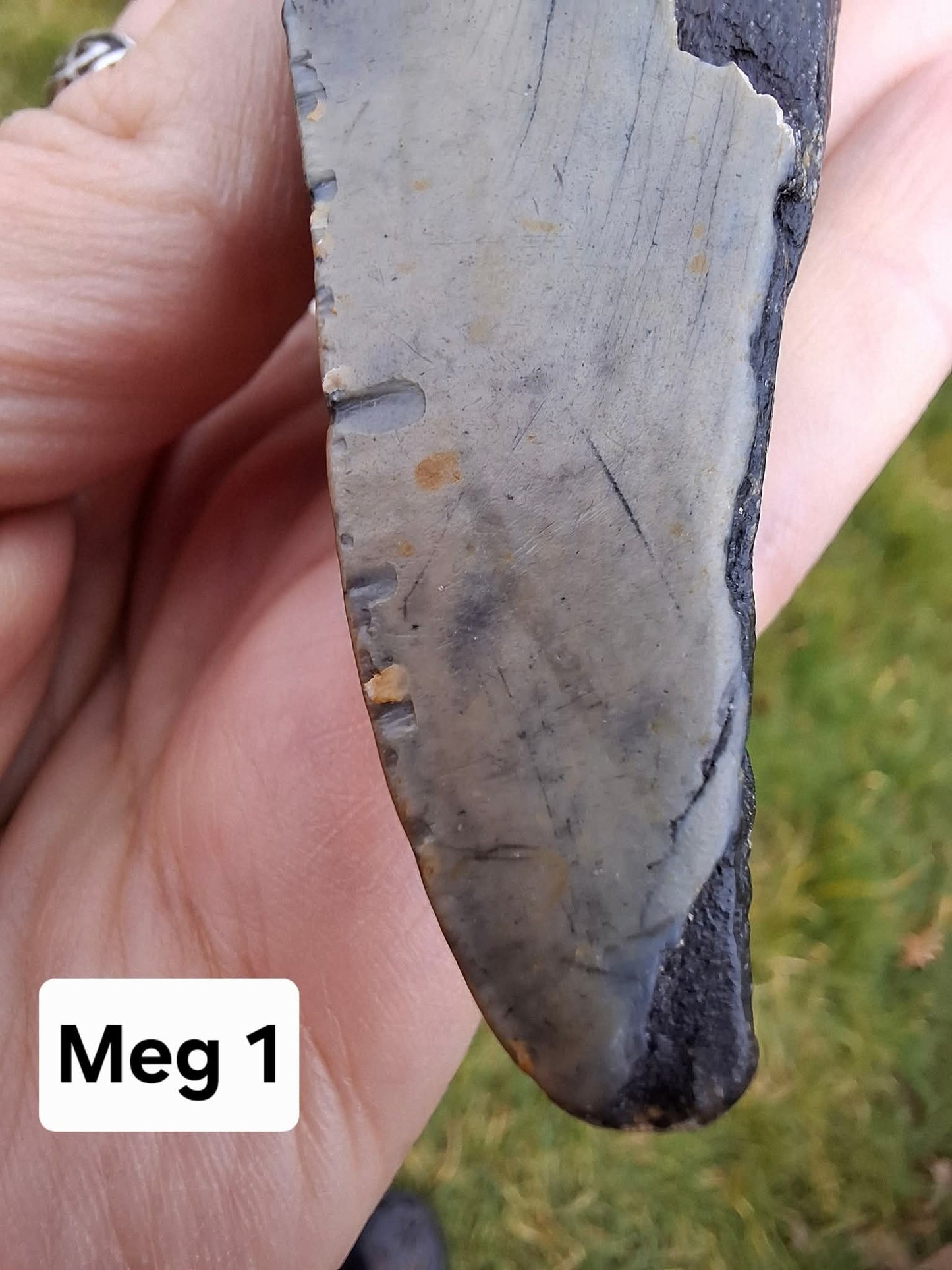 Megalodon (partial) Shark Tooth, 109.68g, Fossil (Ref: Meg1)