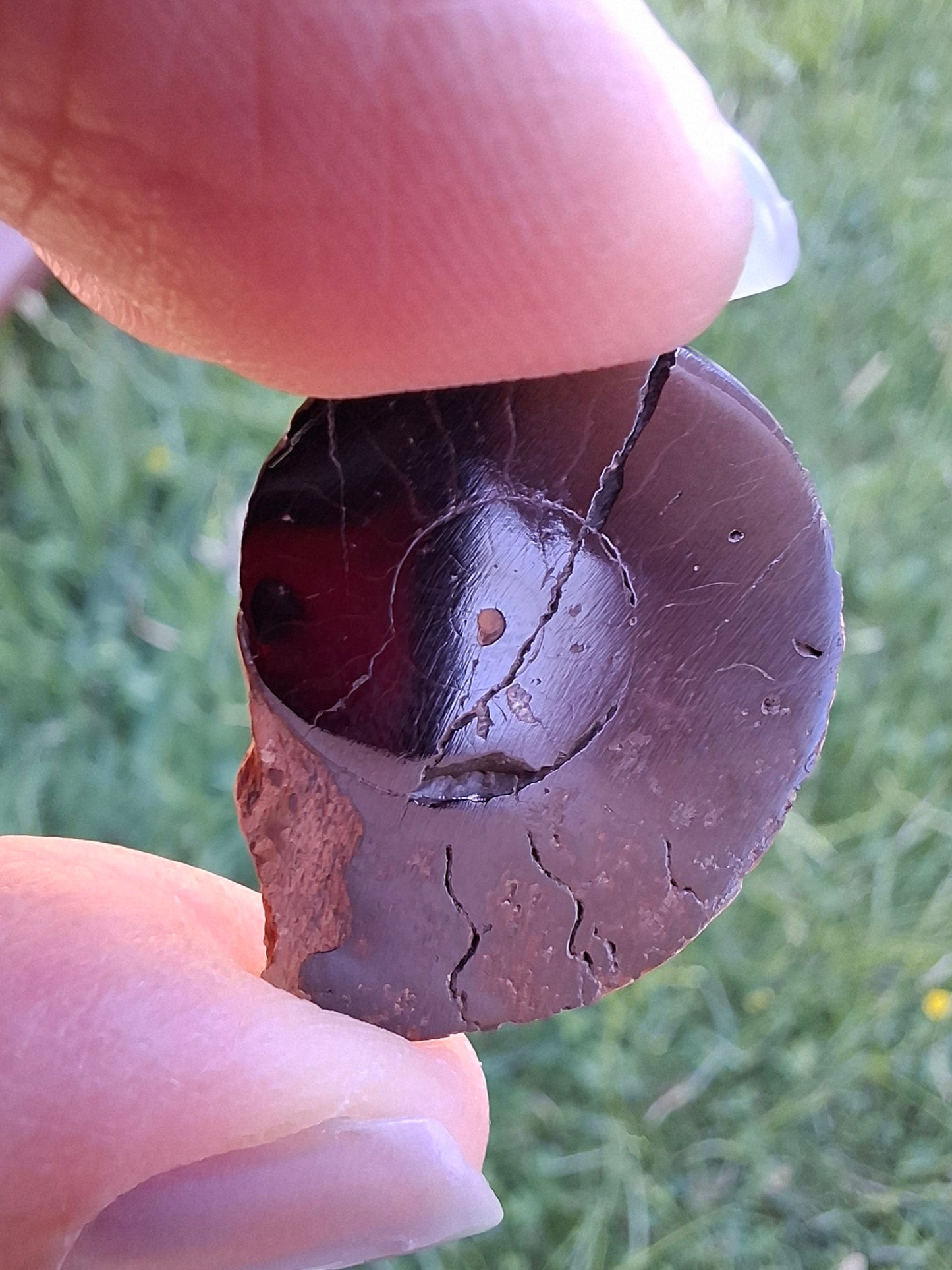 Small Haematite Ammonite HALF, 2.24g, Fossil (Ref: MA10)