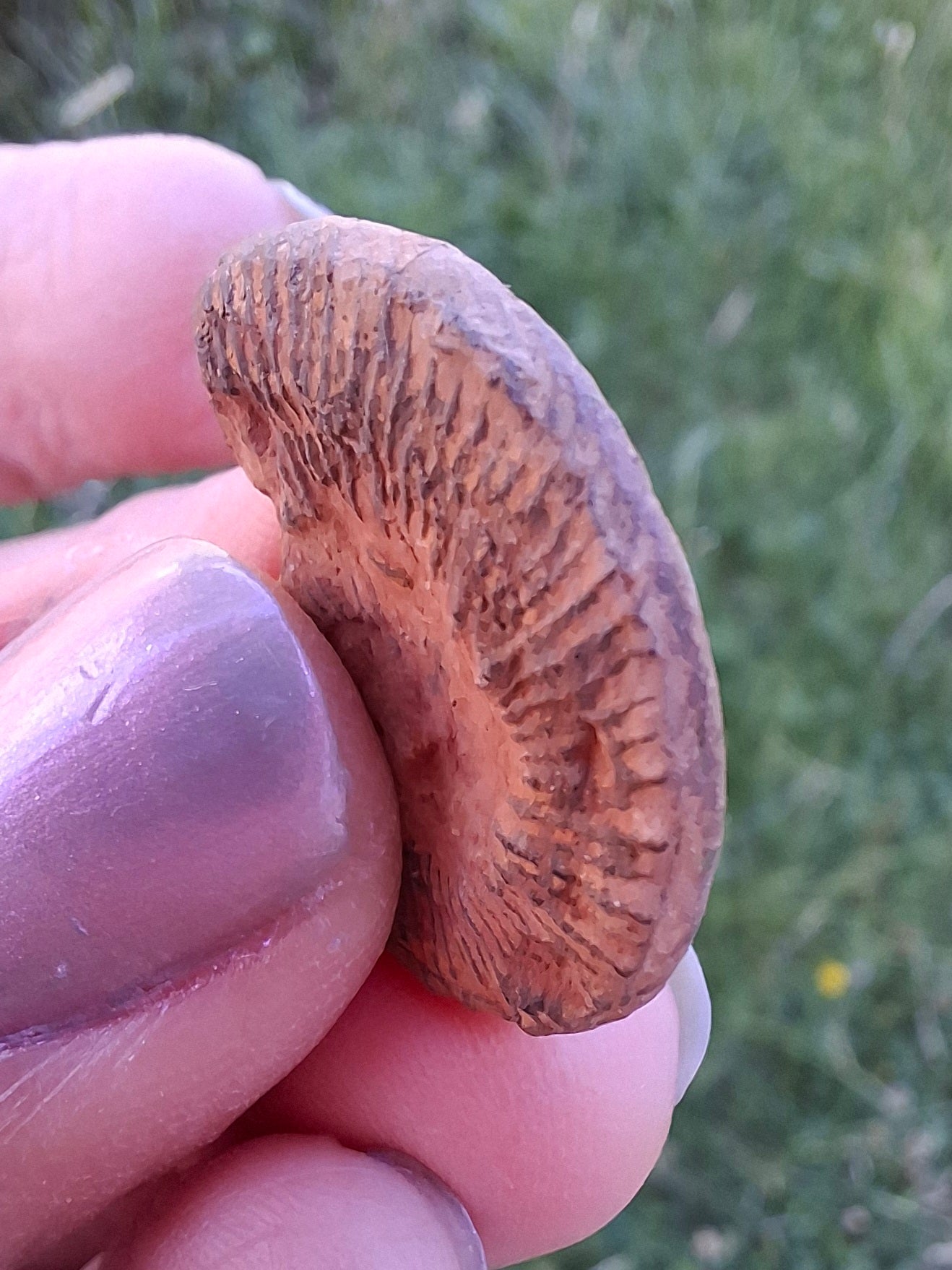 Small Haematite Ammonite HALF, 1.78g, Fossil (Ref: MA4)