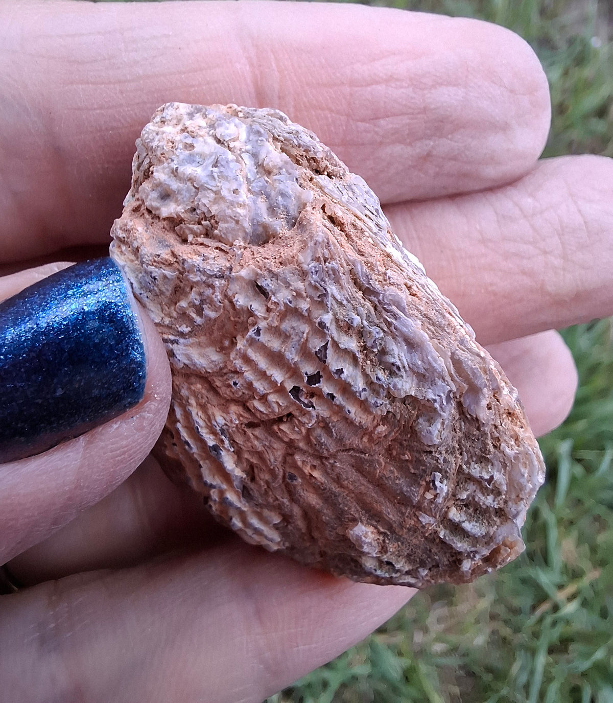 Chalcedony Oyster, Fossil (Ref: FO8)