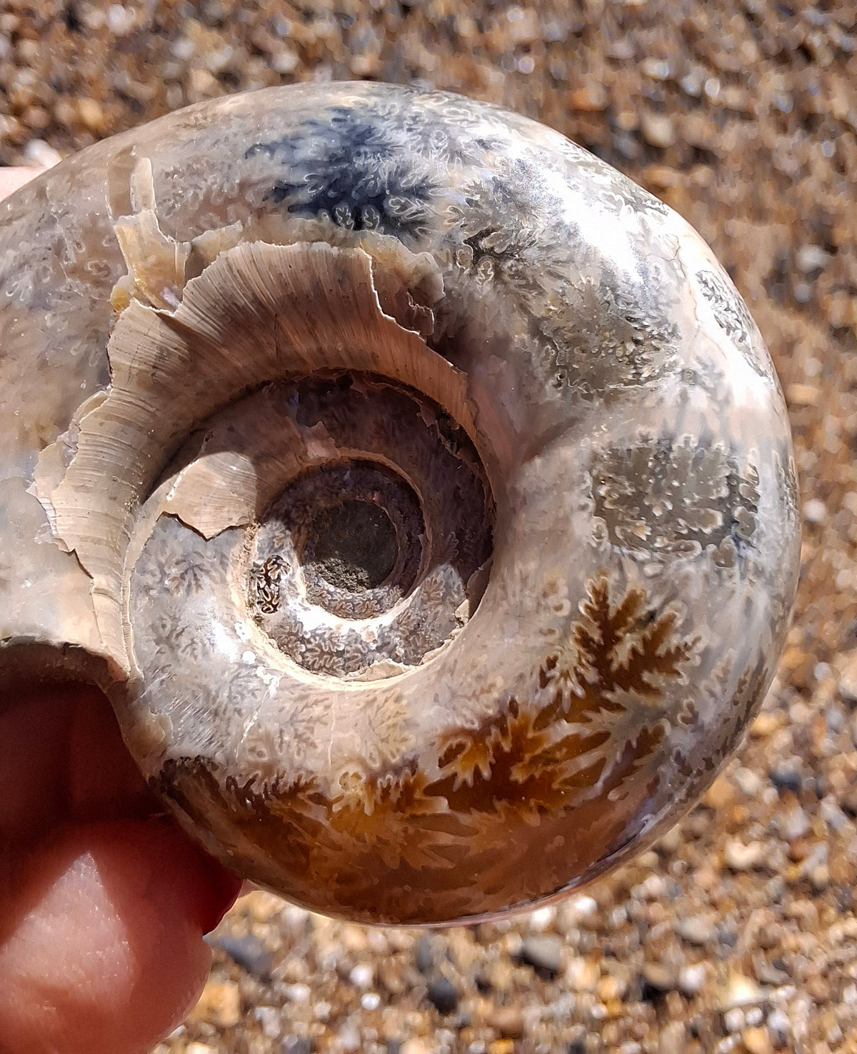 Polished Ammonite, Fossil (Ref: AMM1)