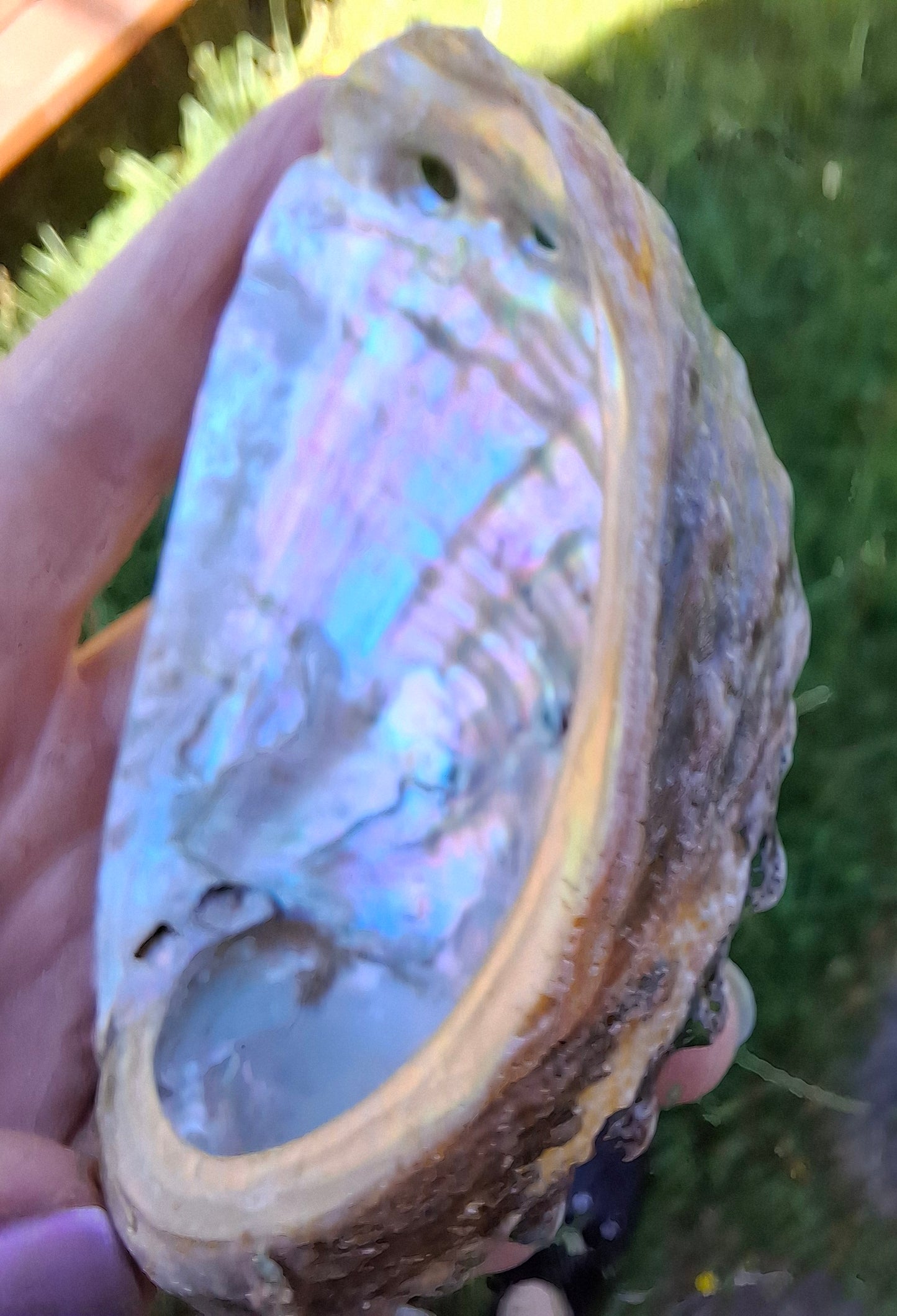 Abalone Shell, (Ref: SH1)