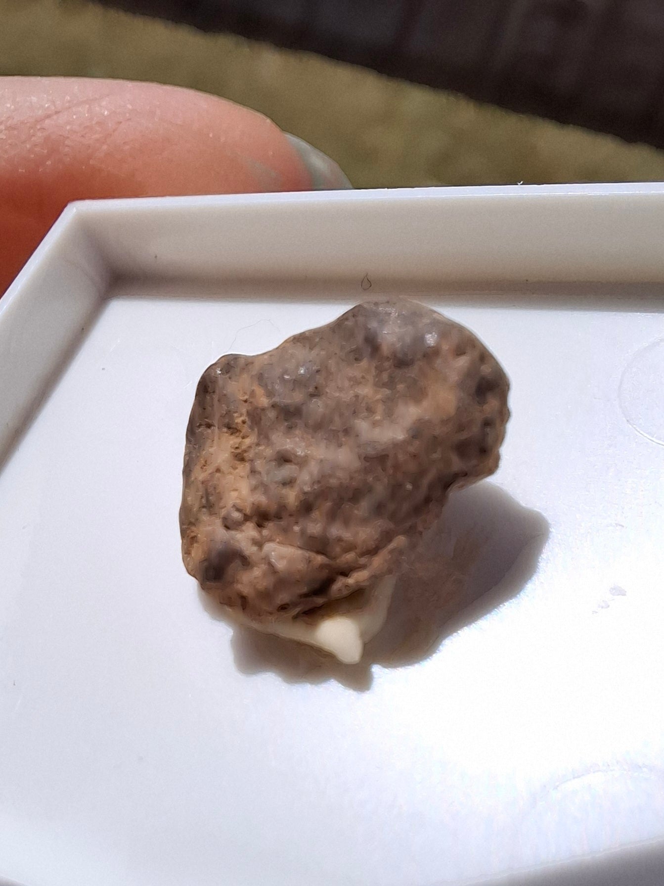 Chondrite, Meteorite (Ref: CM5)