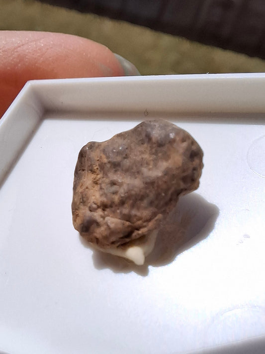 Chondrite, Meteorite (Ref: CM5)
