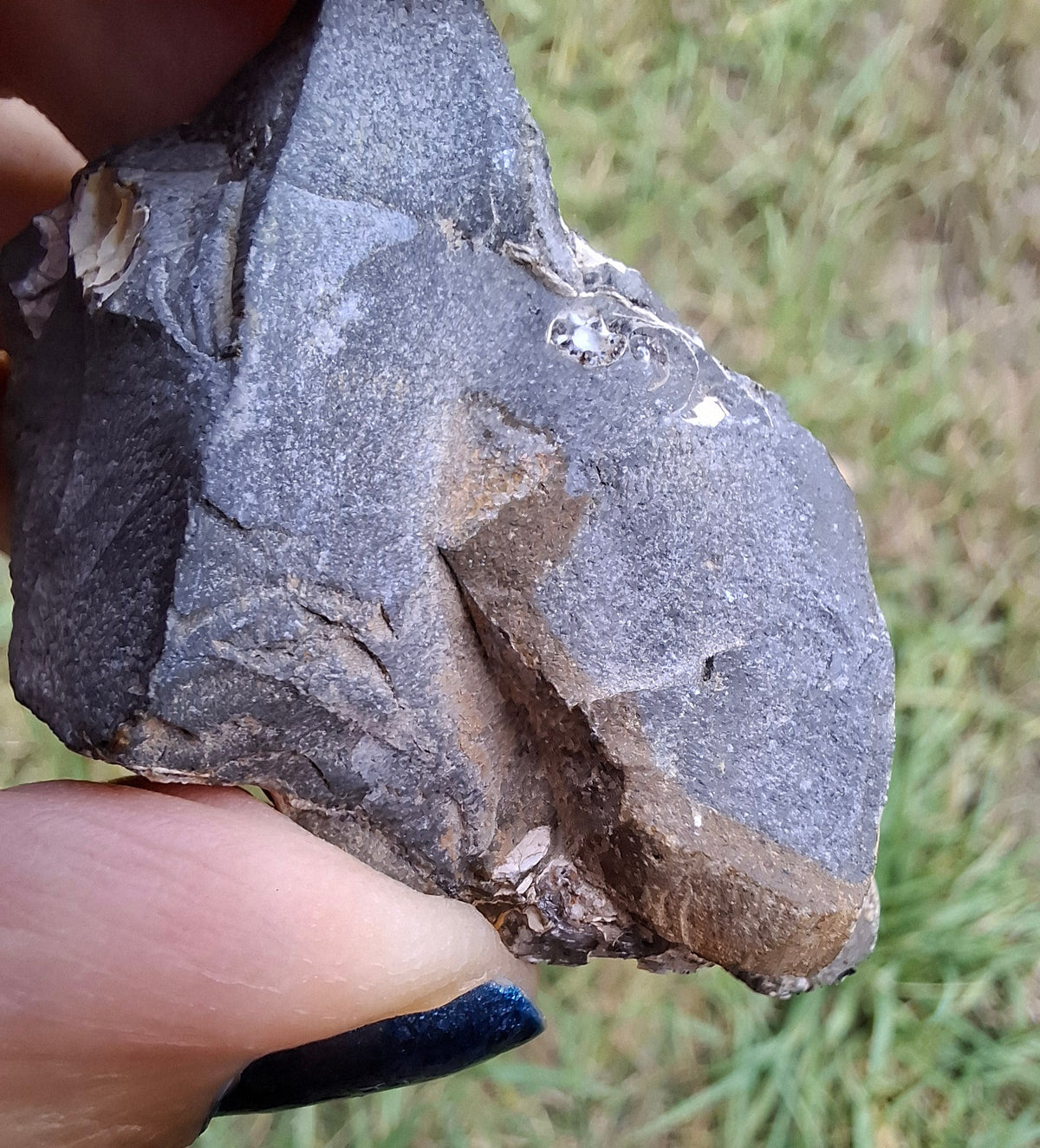 Ammonite Cluster, Fossil (Ref: ACL3)