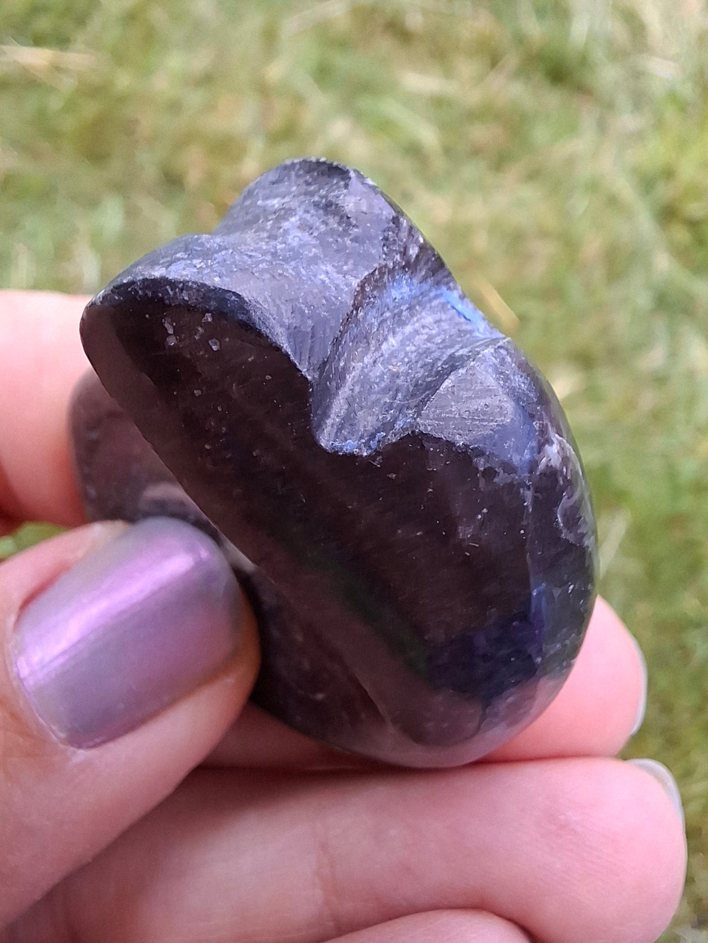 Goniatite, Fossil (Ref: GA8)